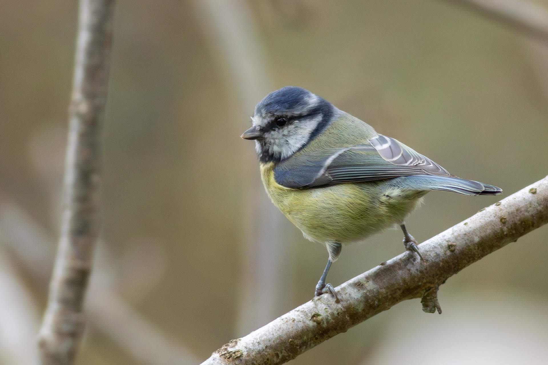 Eurasian Blue Tit