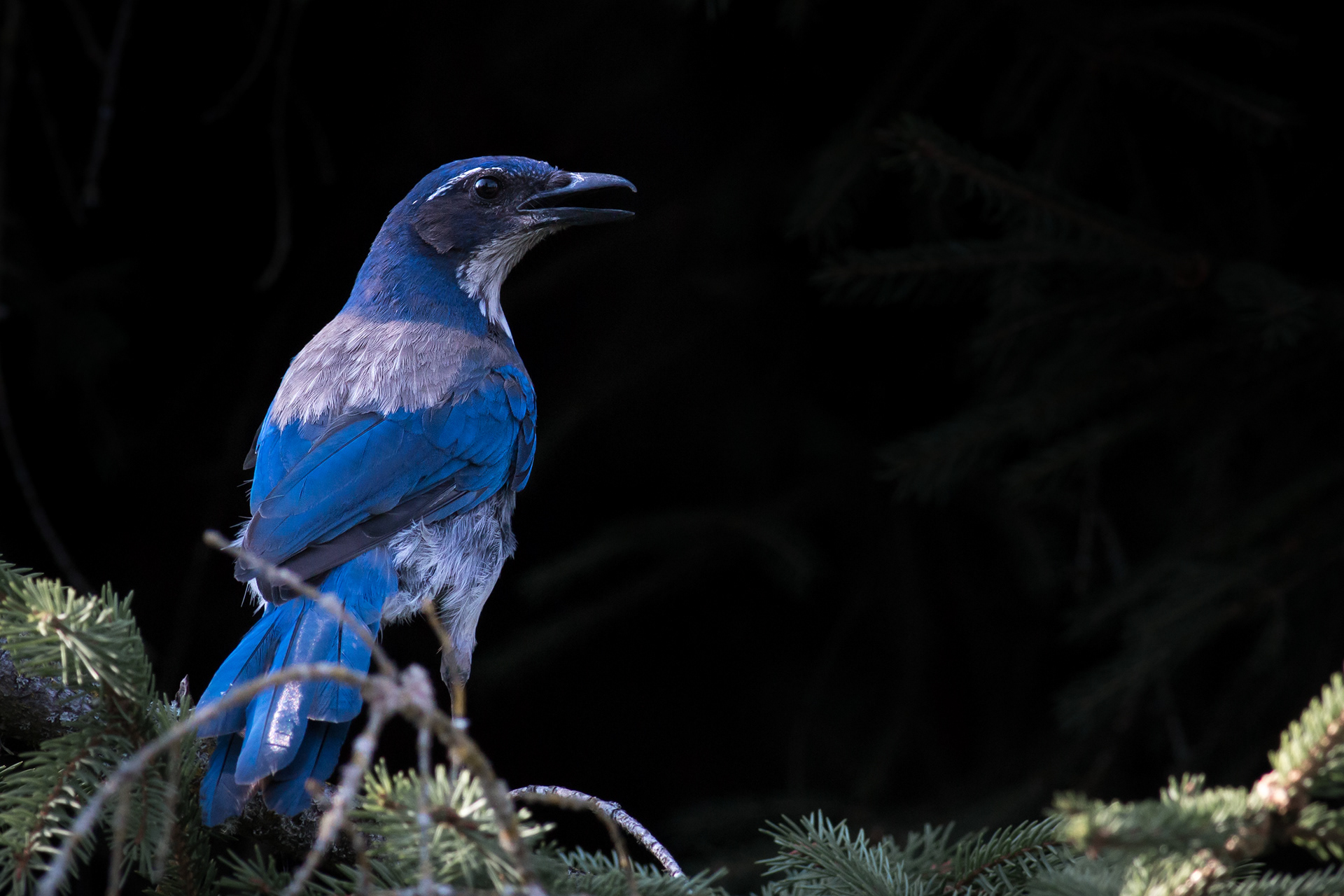 California Scrub Jay