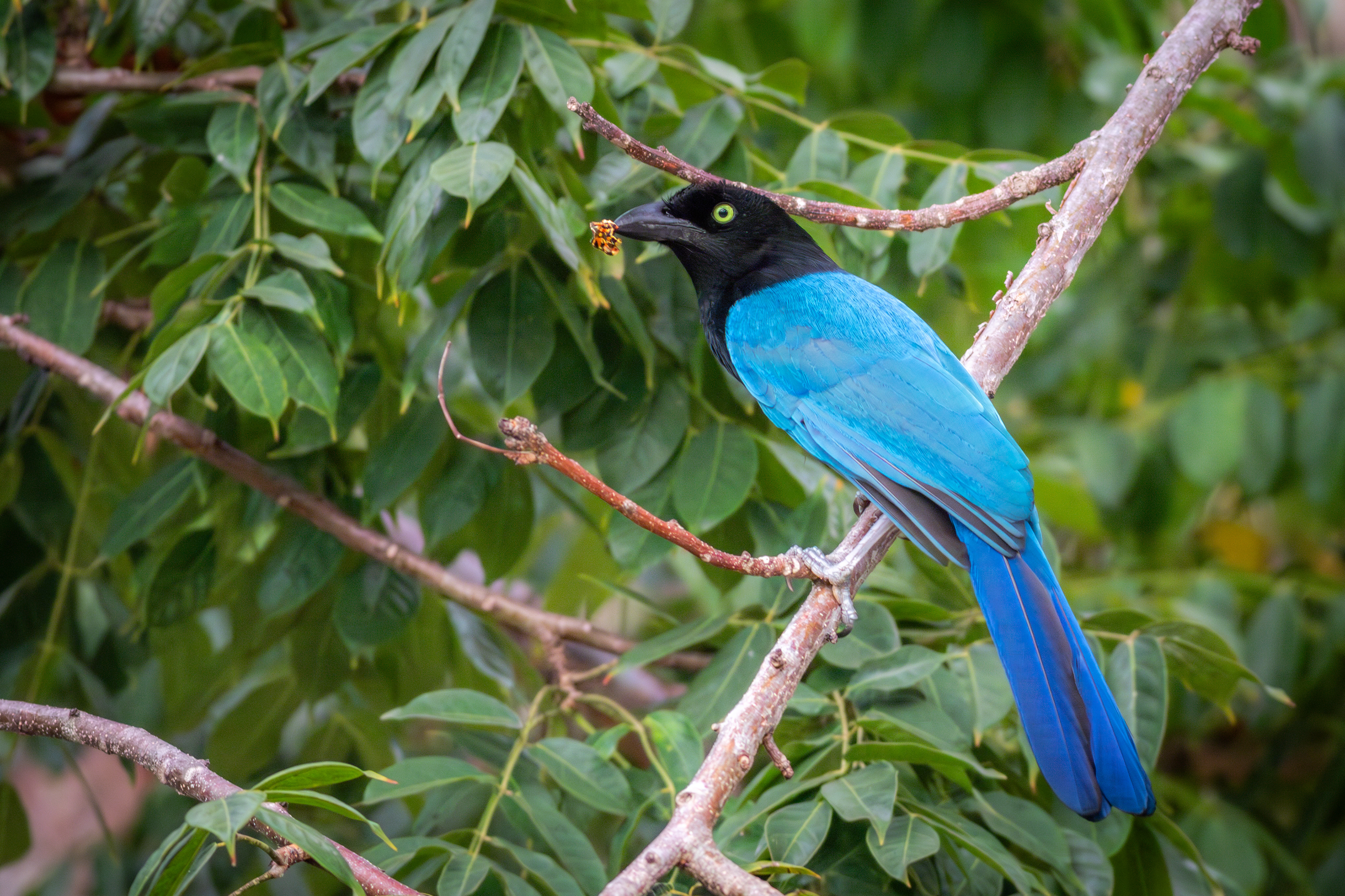 San Blas Jay - Nayarit