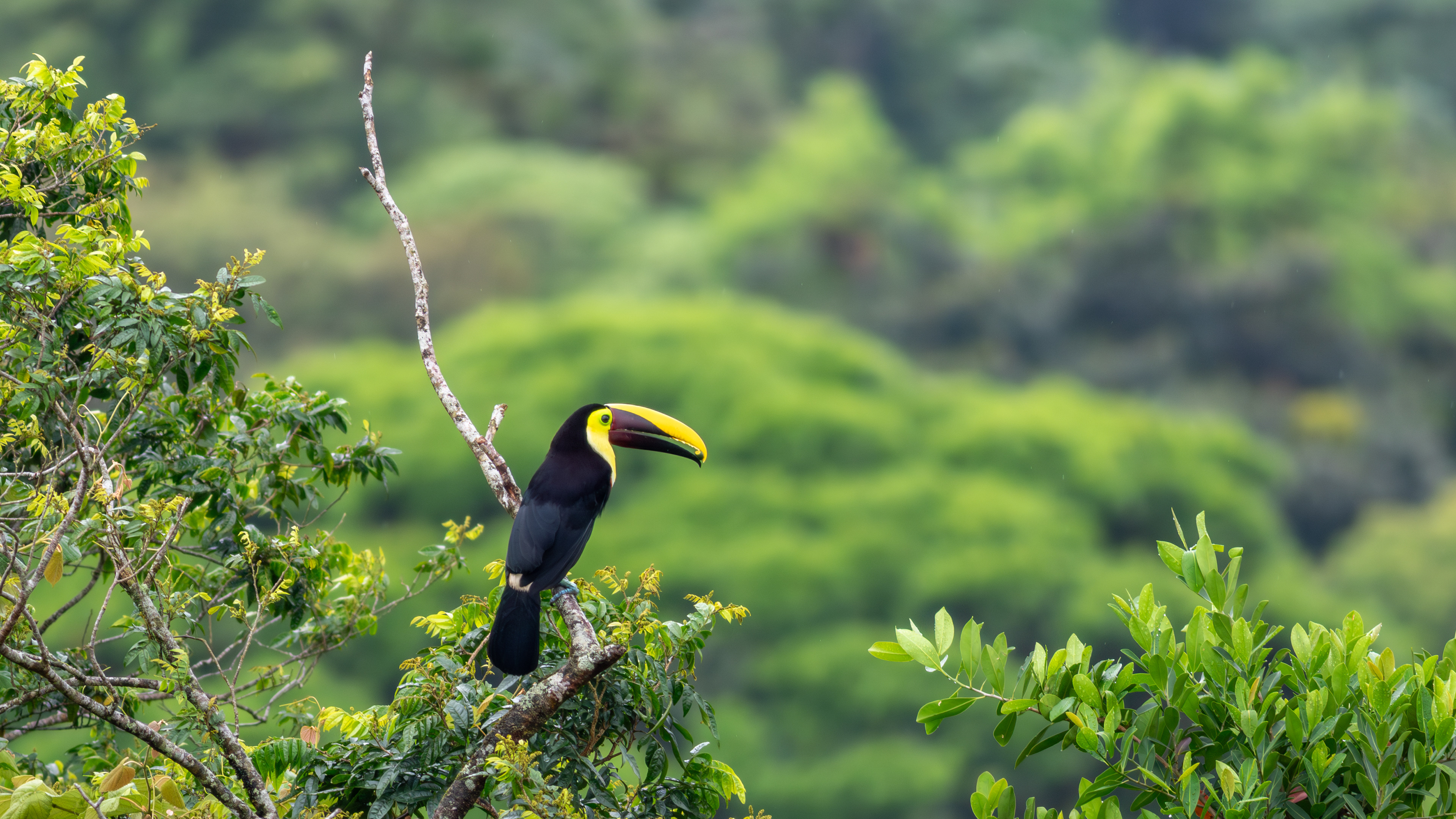 Yellow-throated Toucan  - Aranal Observatory