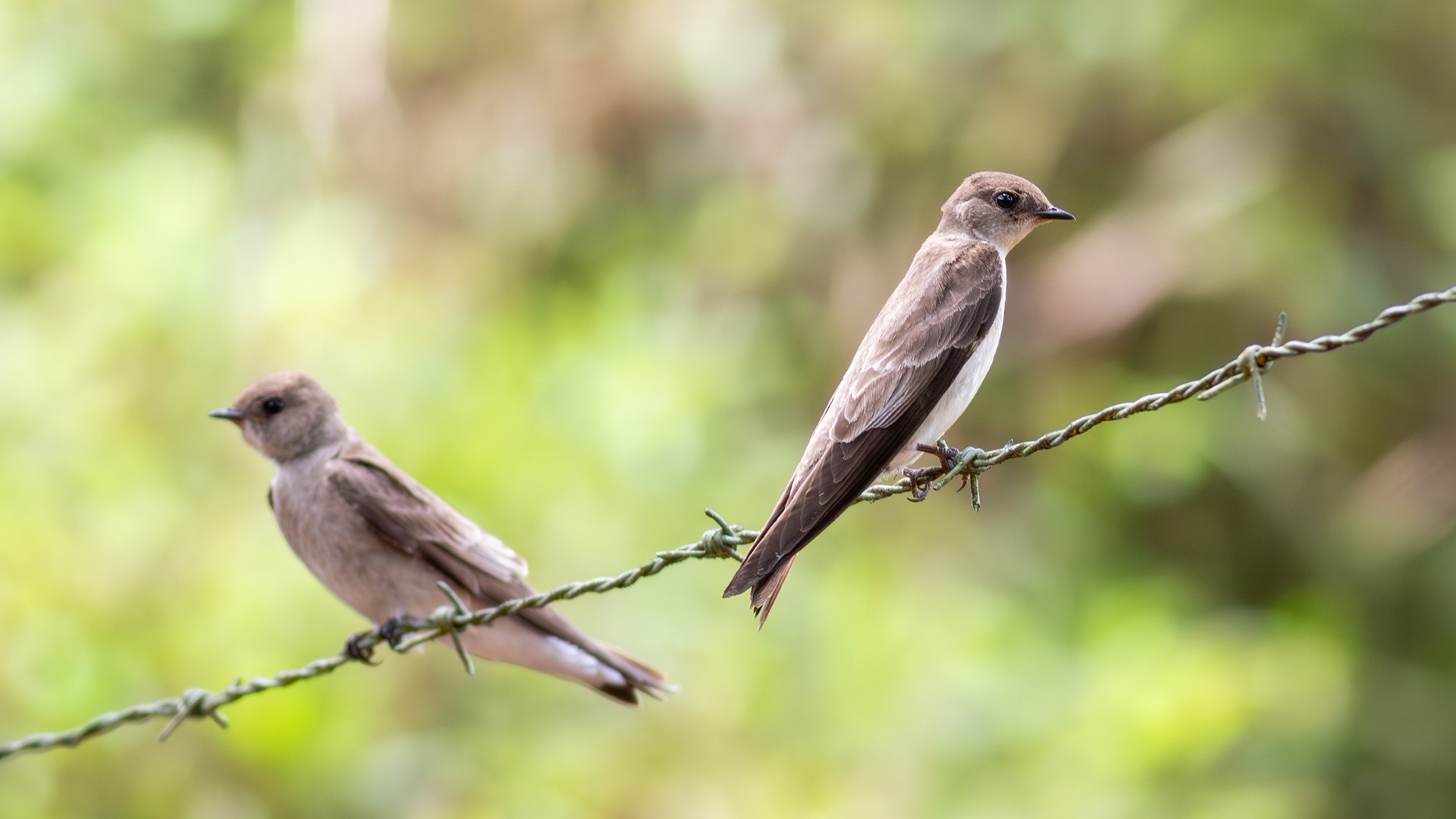 Southern Rough-winged Swallow (foreground) Northern Rough-winged Swallow (background) - Aranal Observatory