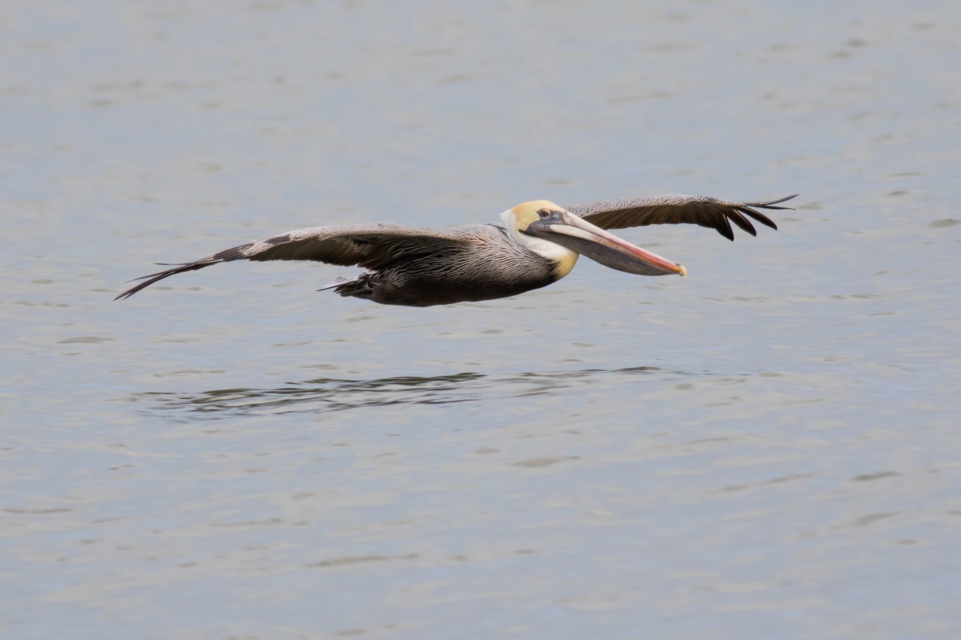 Brown Pelican - South Carolina