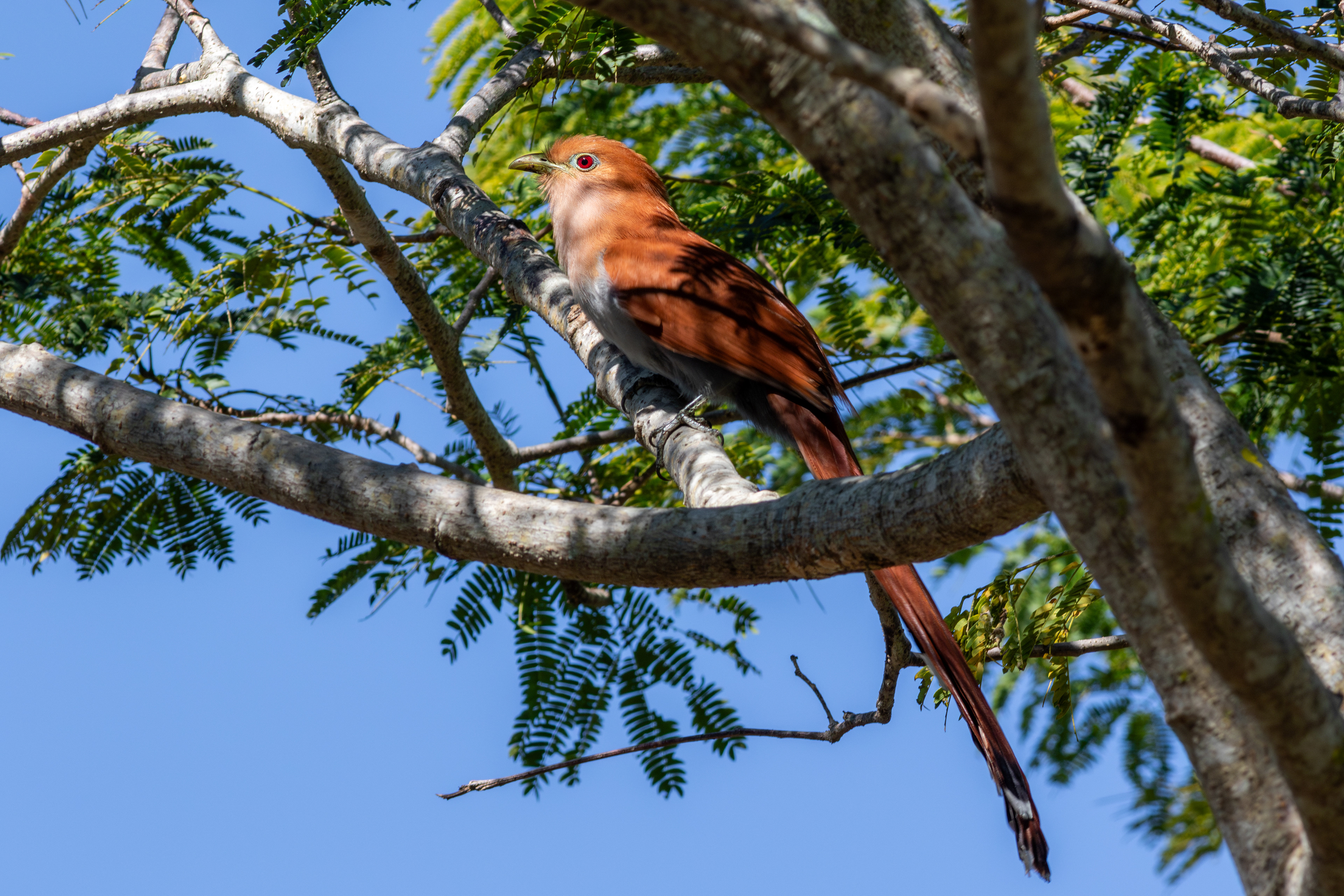 Squirrel Cuckoo - Nayarit