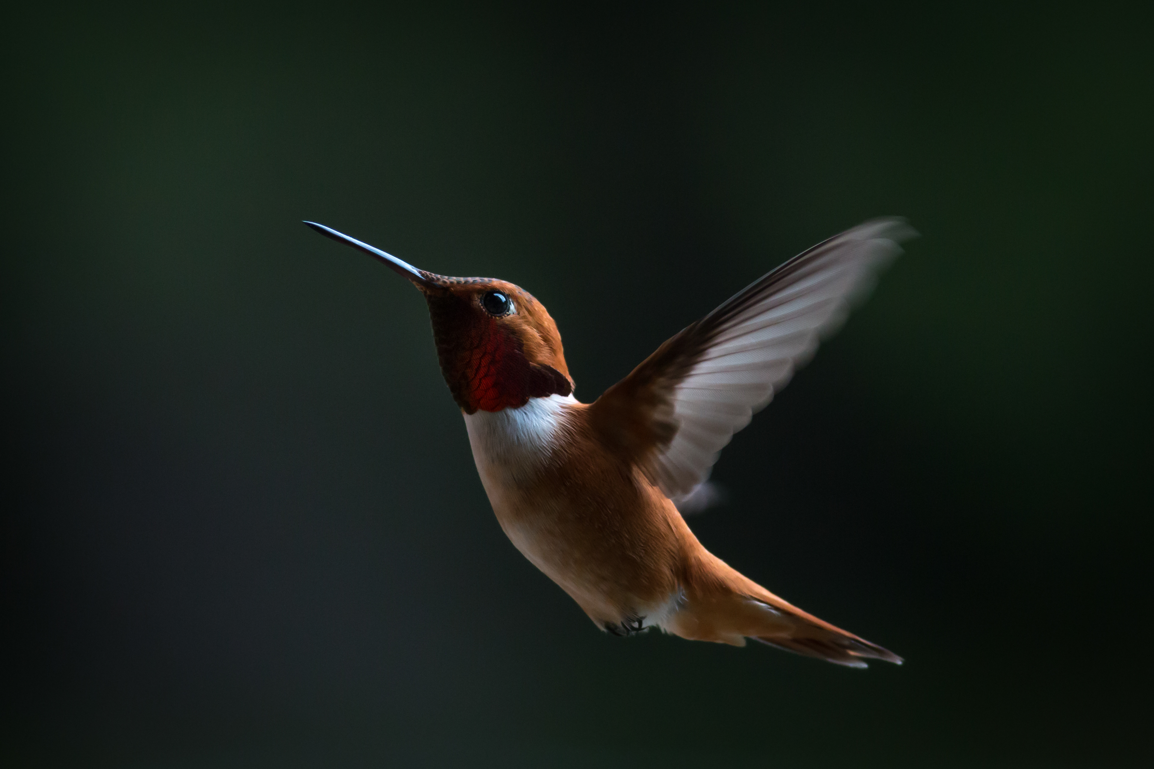 Rufous Hummingbird - male - BC