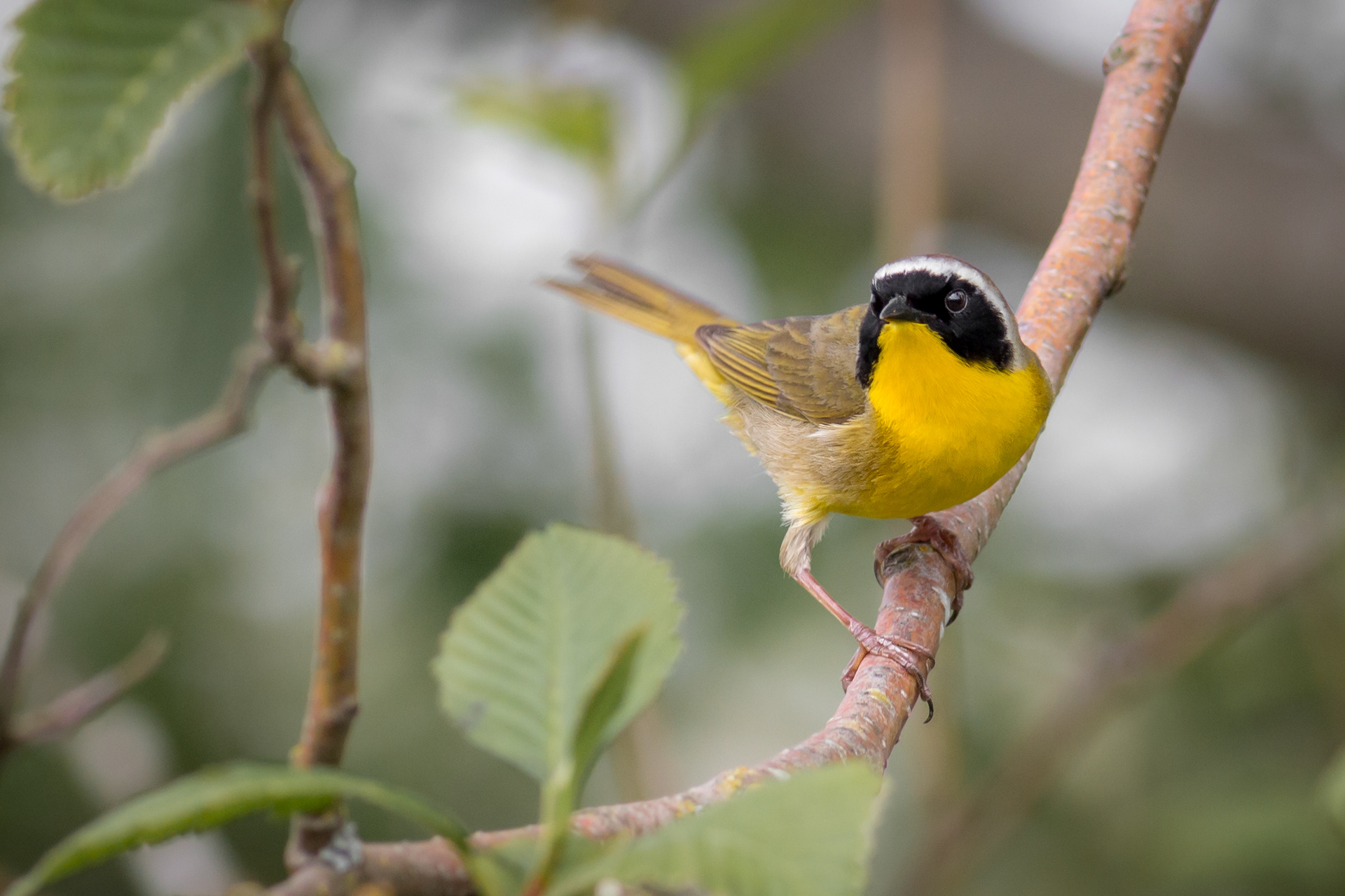Common Yellowthroat