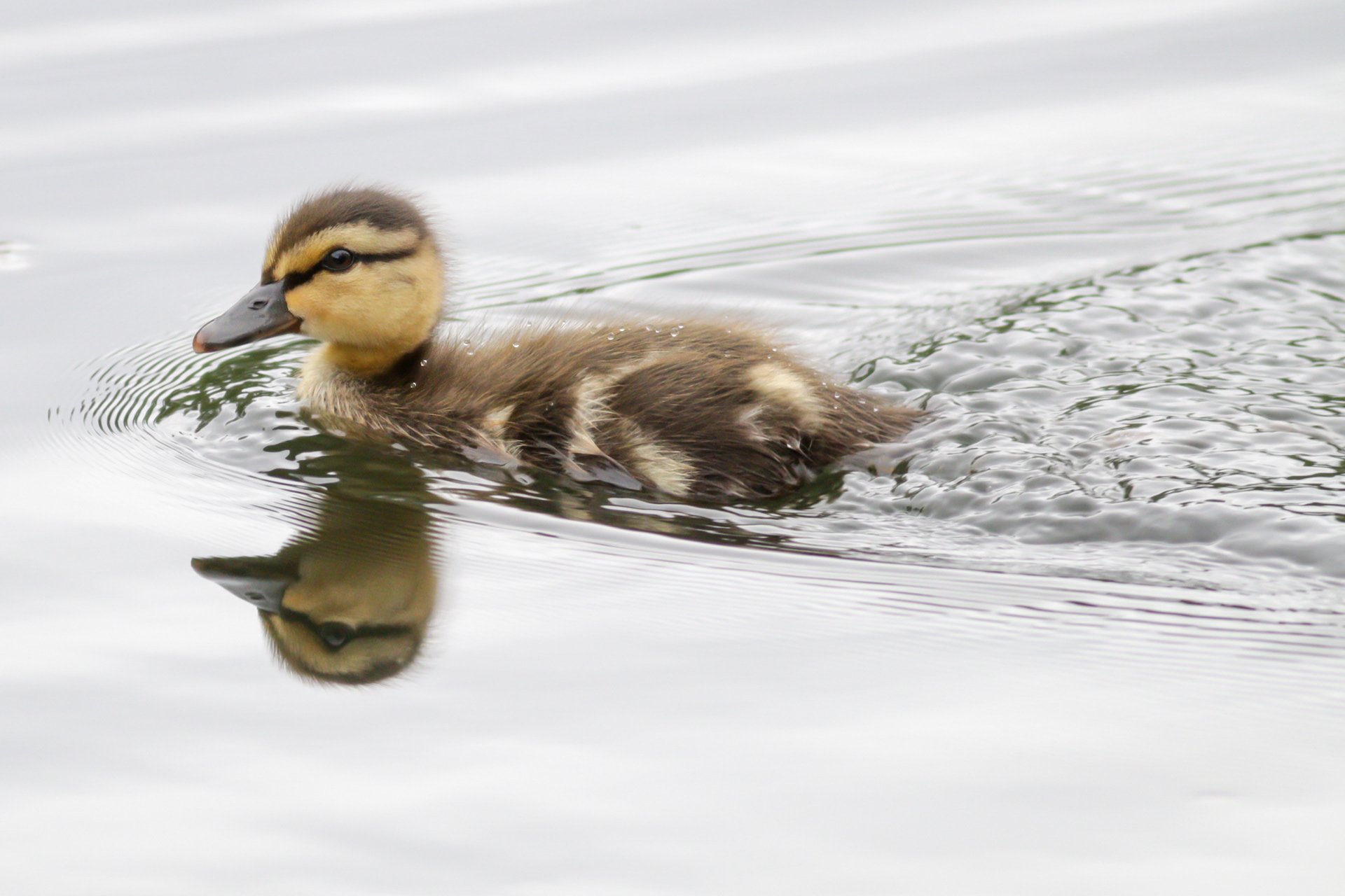 Mallard - duckling - BC