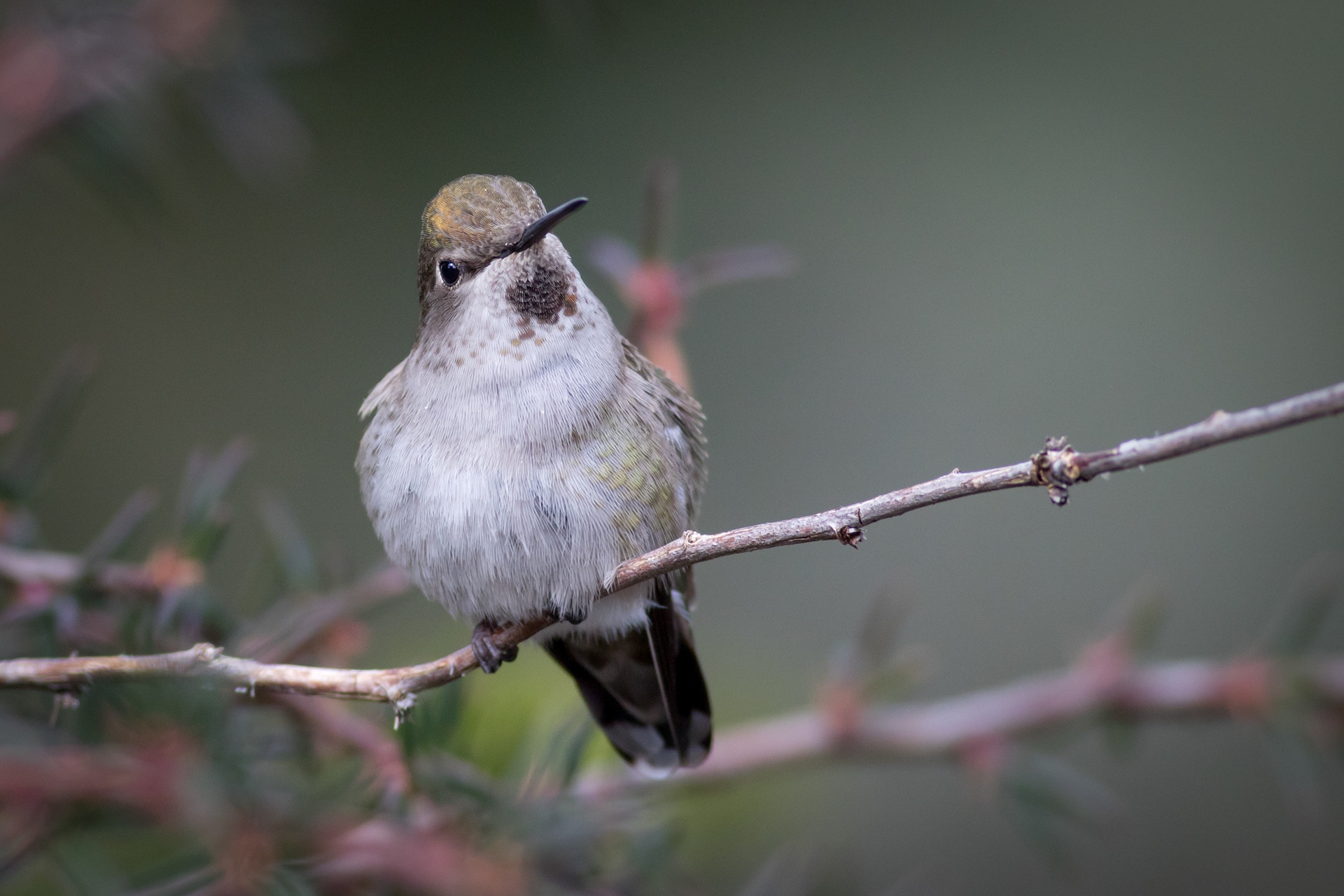 Anna's Hummingbird - female - BC