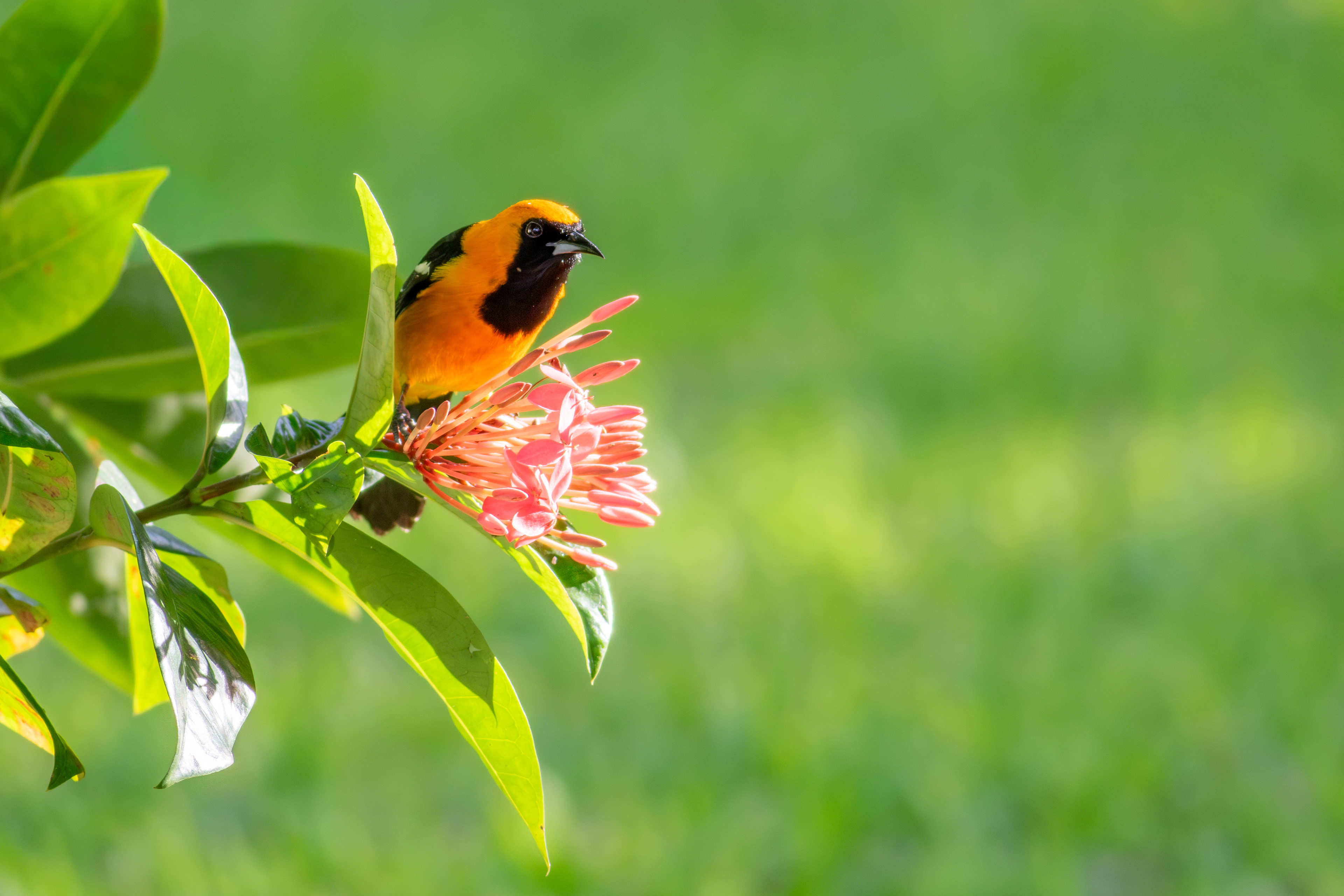 Orange Oriole