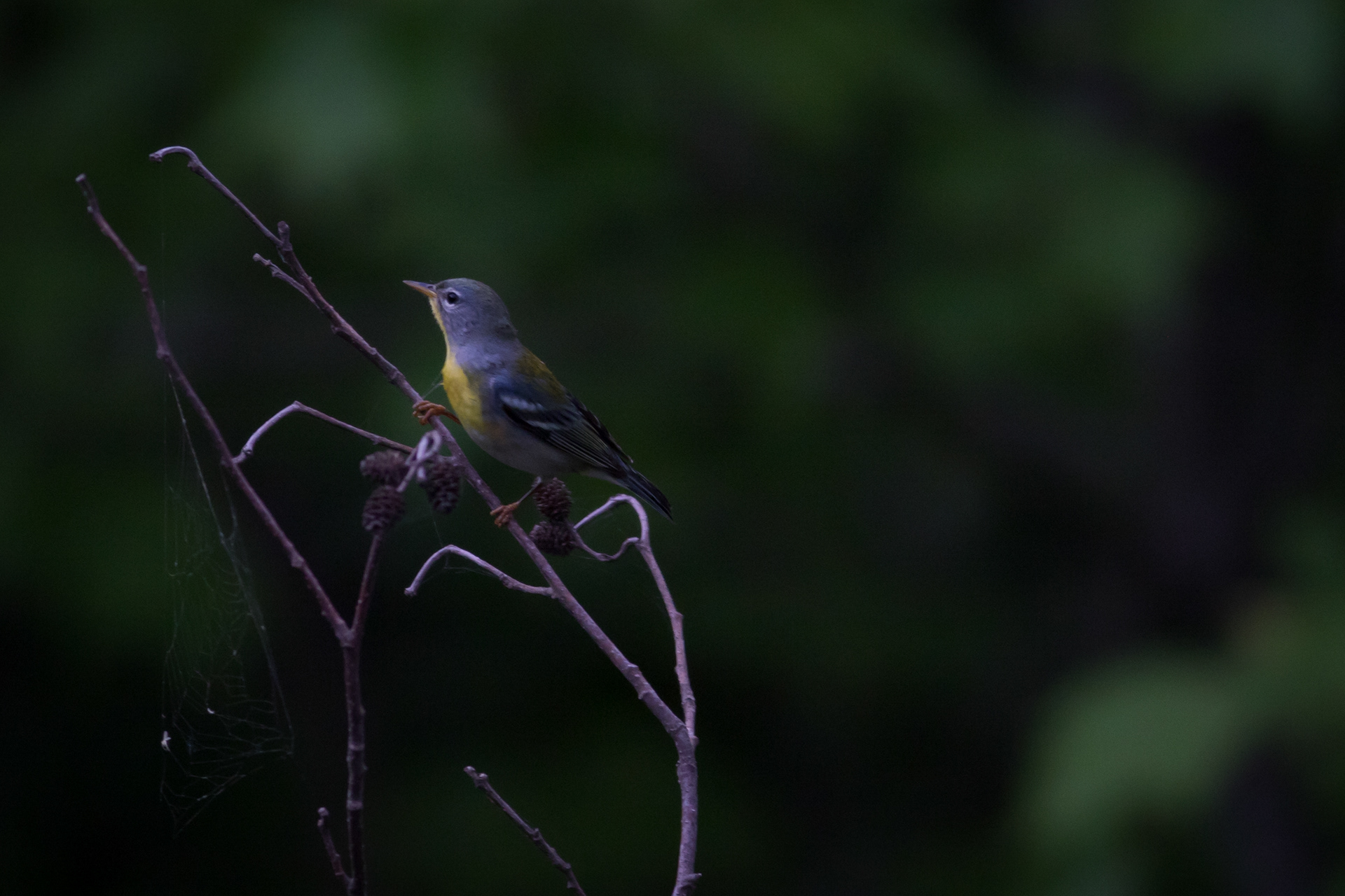 Northern Parula, female - Nova Scotia