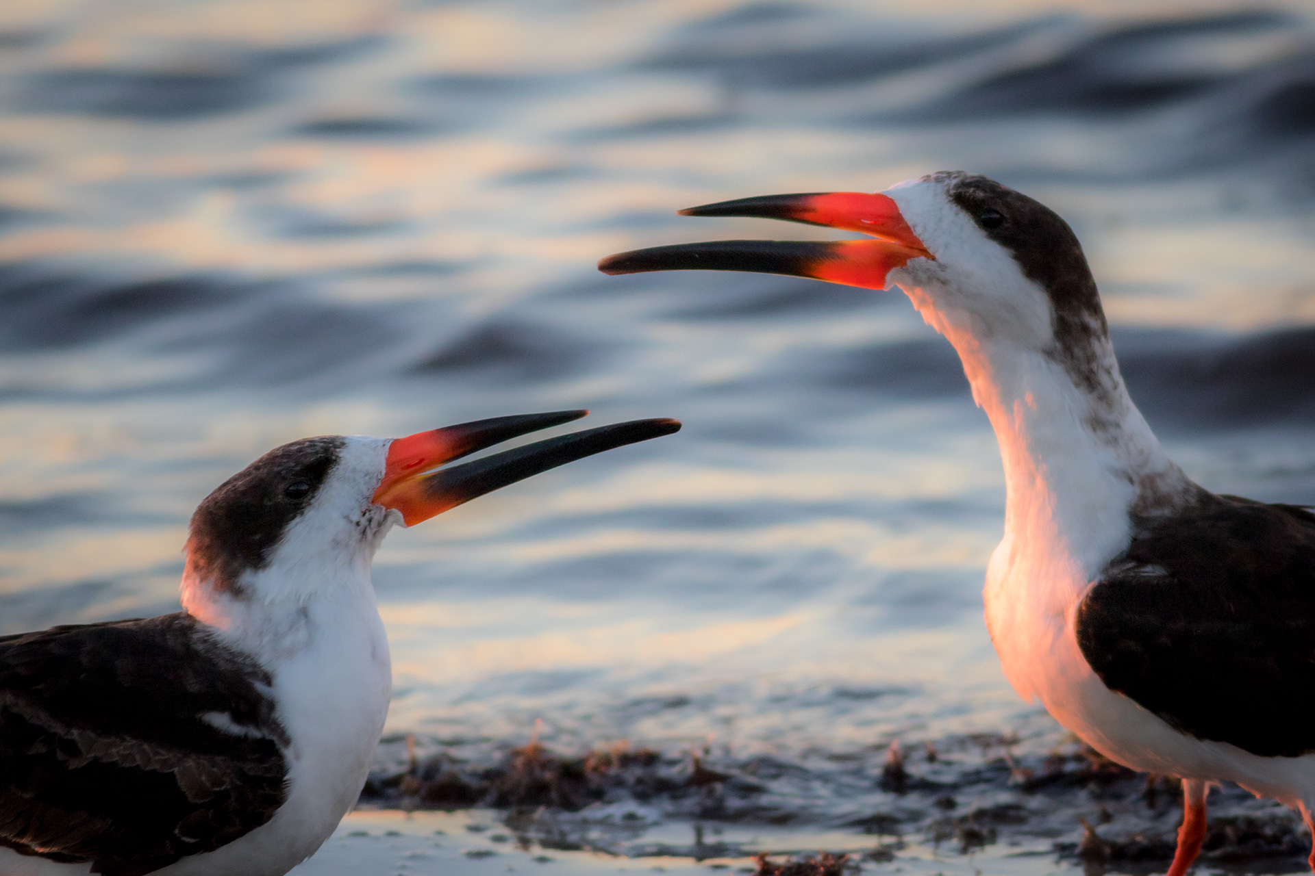Black Skimmer - Florida