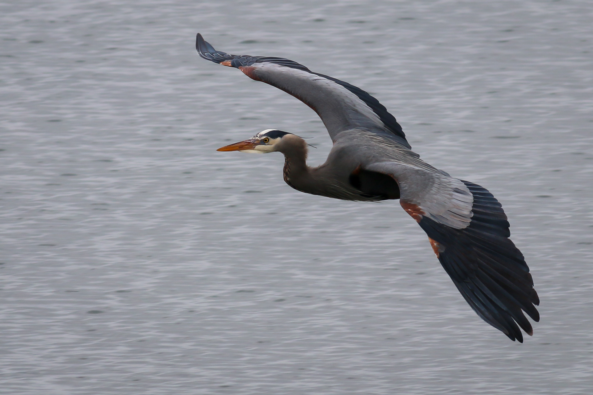 Great Blue Heron - BC
