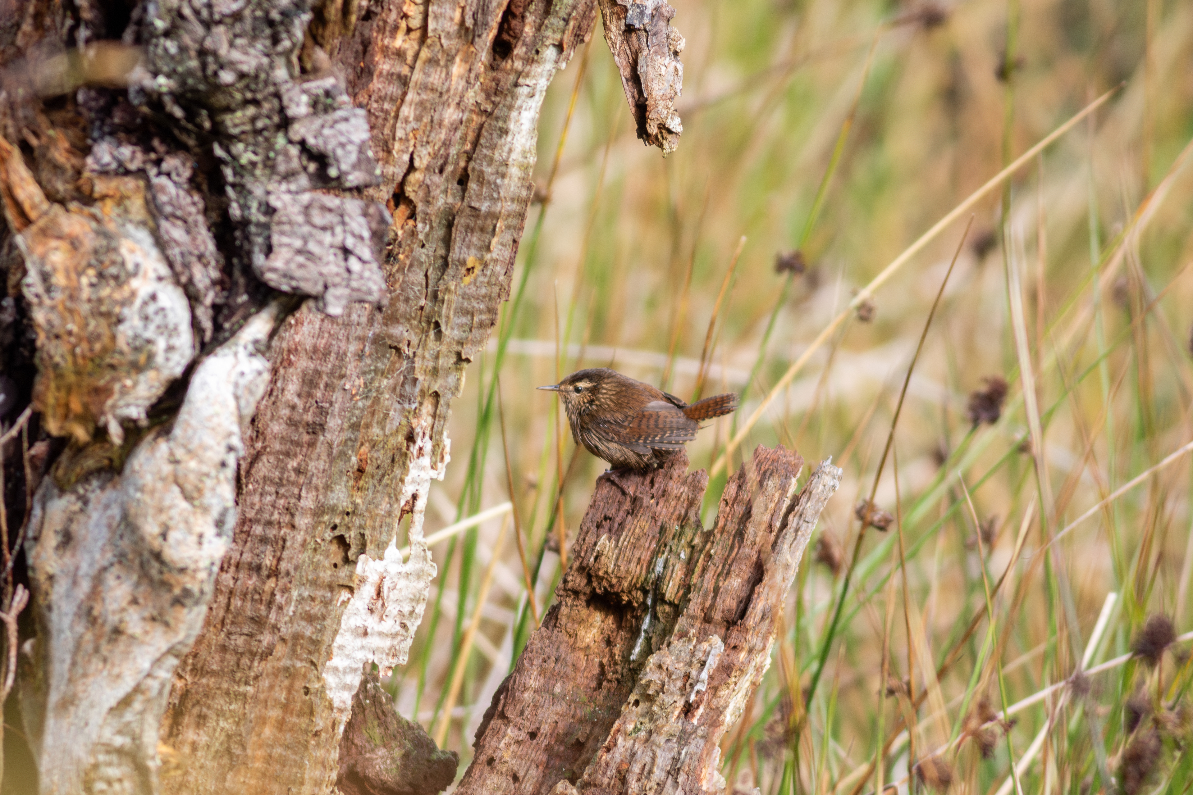 Eurasian Wren