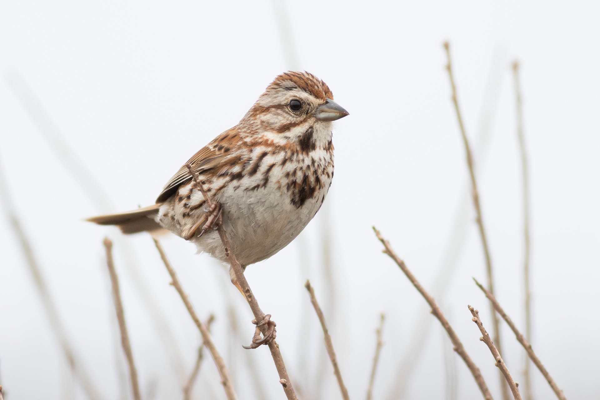 Song Sparrow - Prince Edward Island