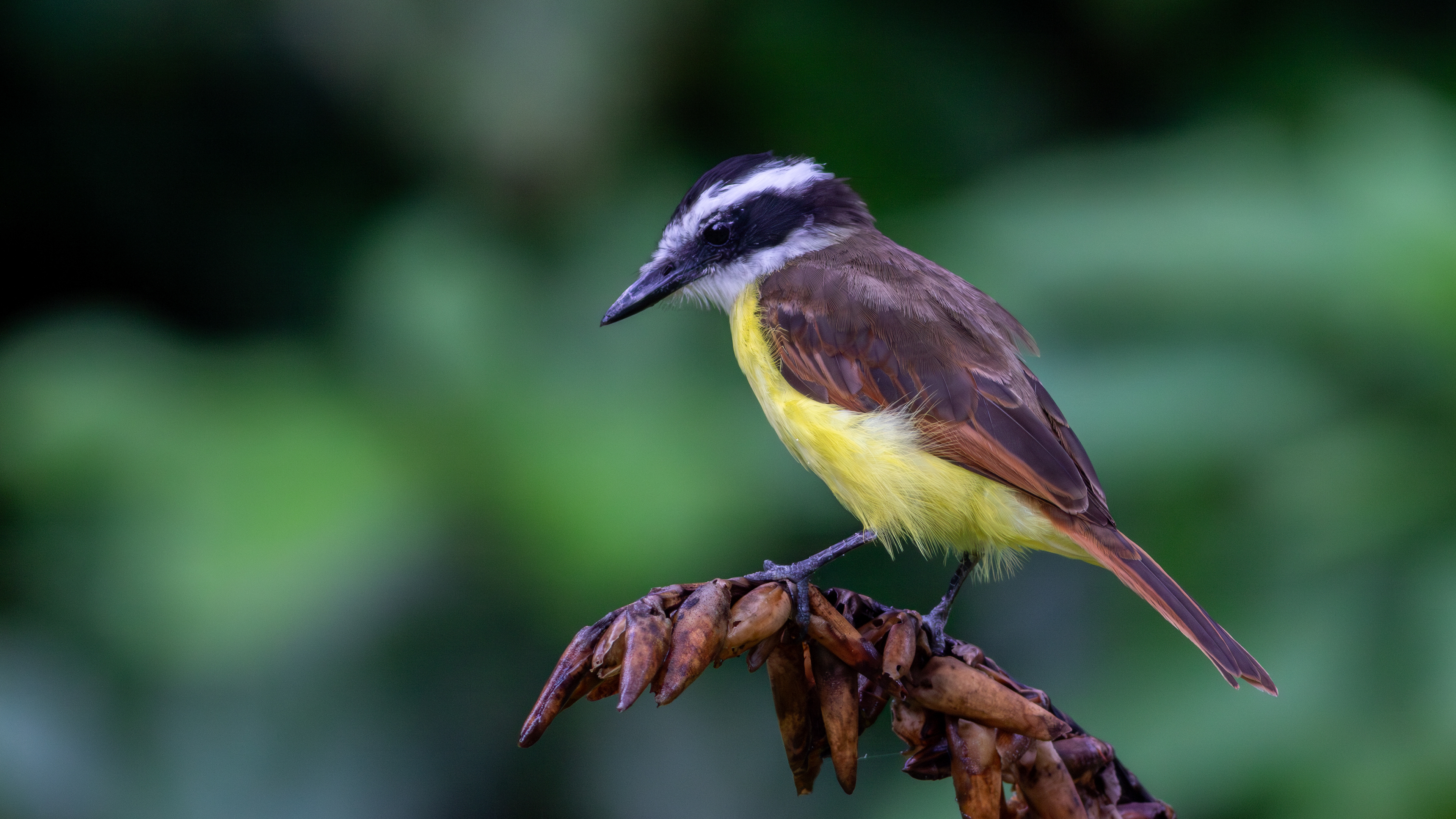 Great Kiskadee - Aranal Observatory