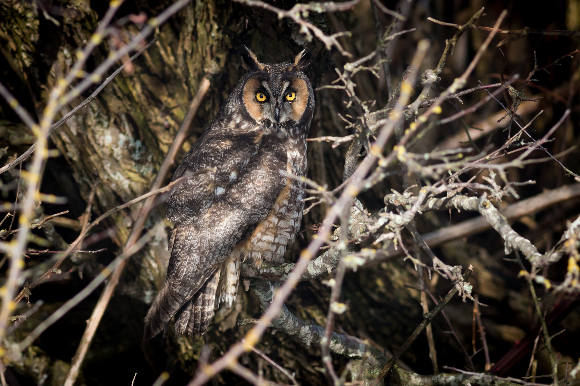 Long-eared Owl - BC