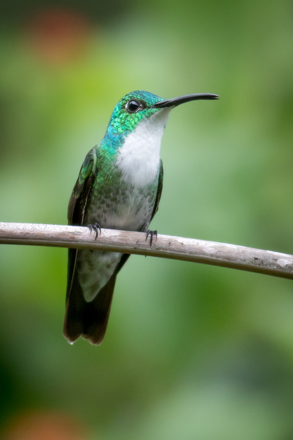 White-chested Emerald