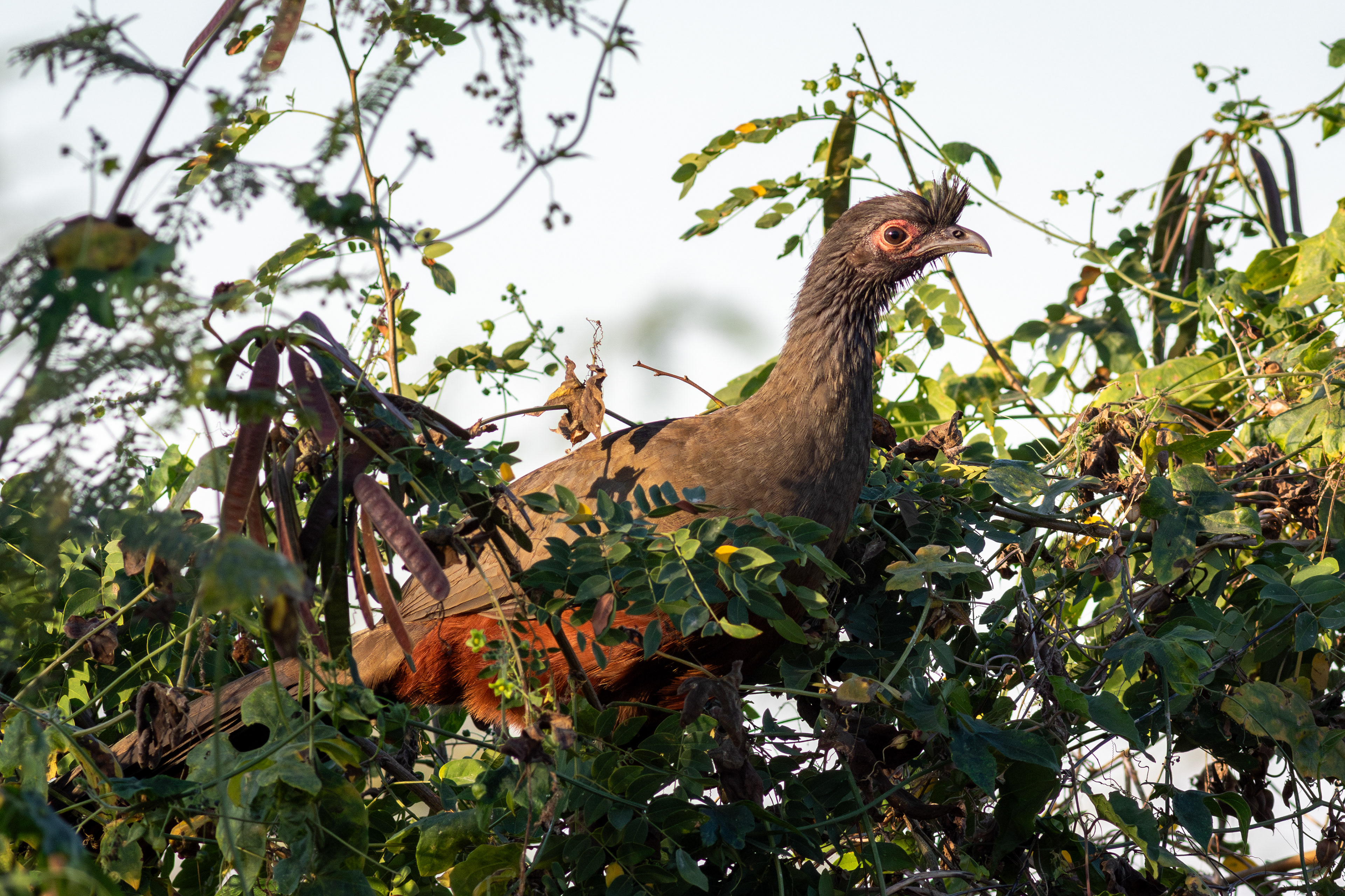 Rufous-bellied Chachalaca - Nayarit