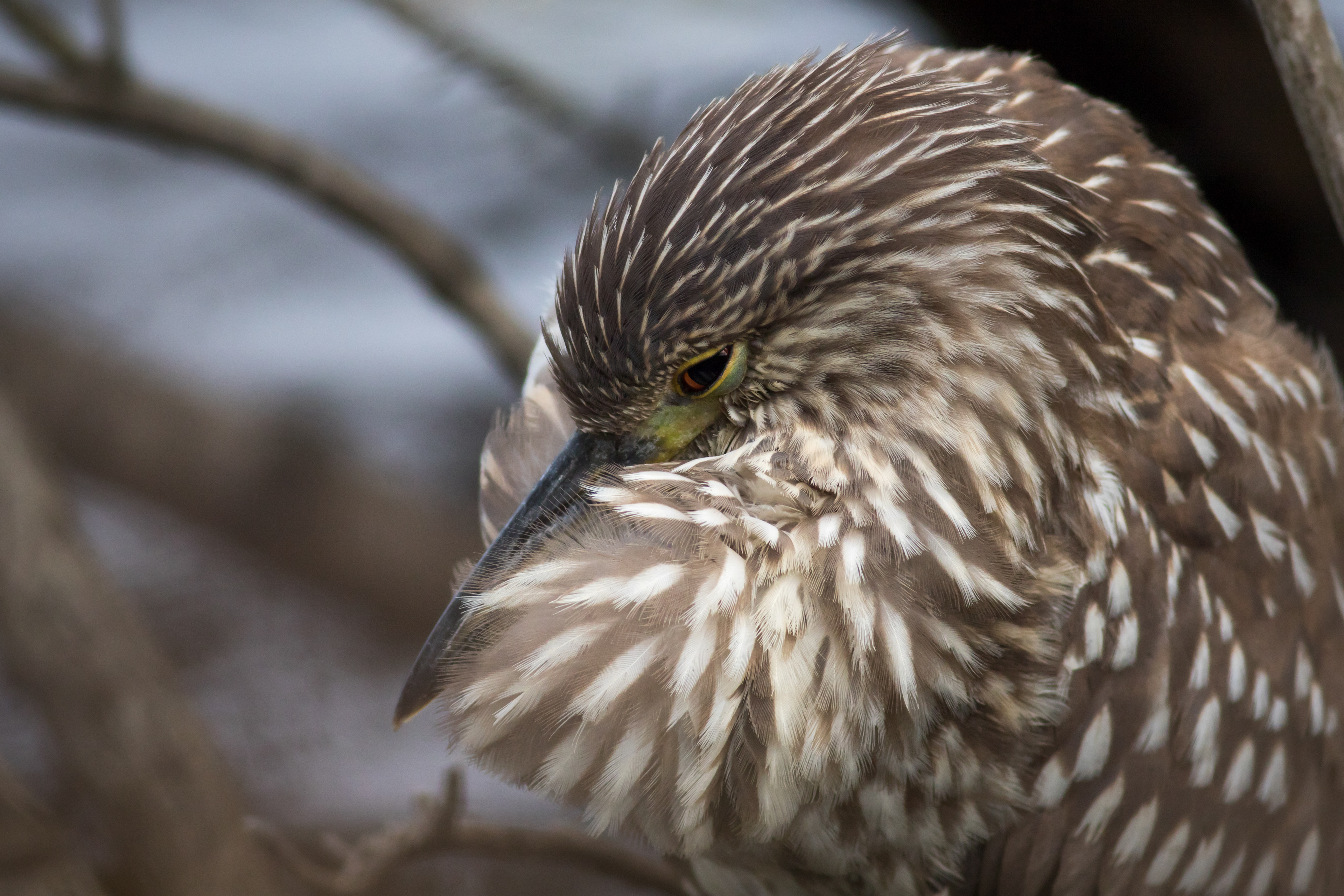 Black-crowned Night-heron - South Carolina