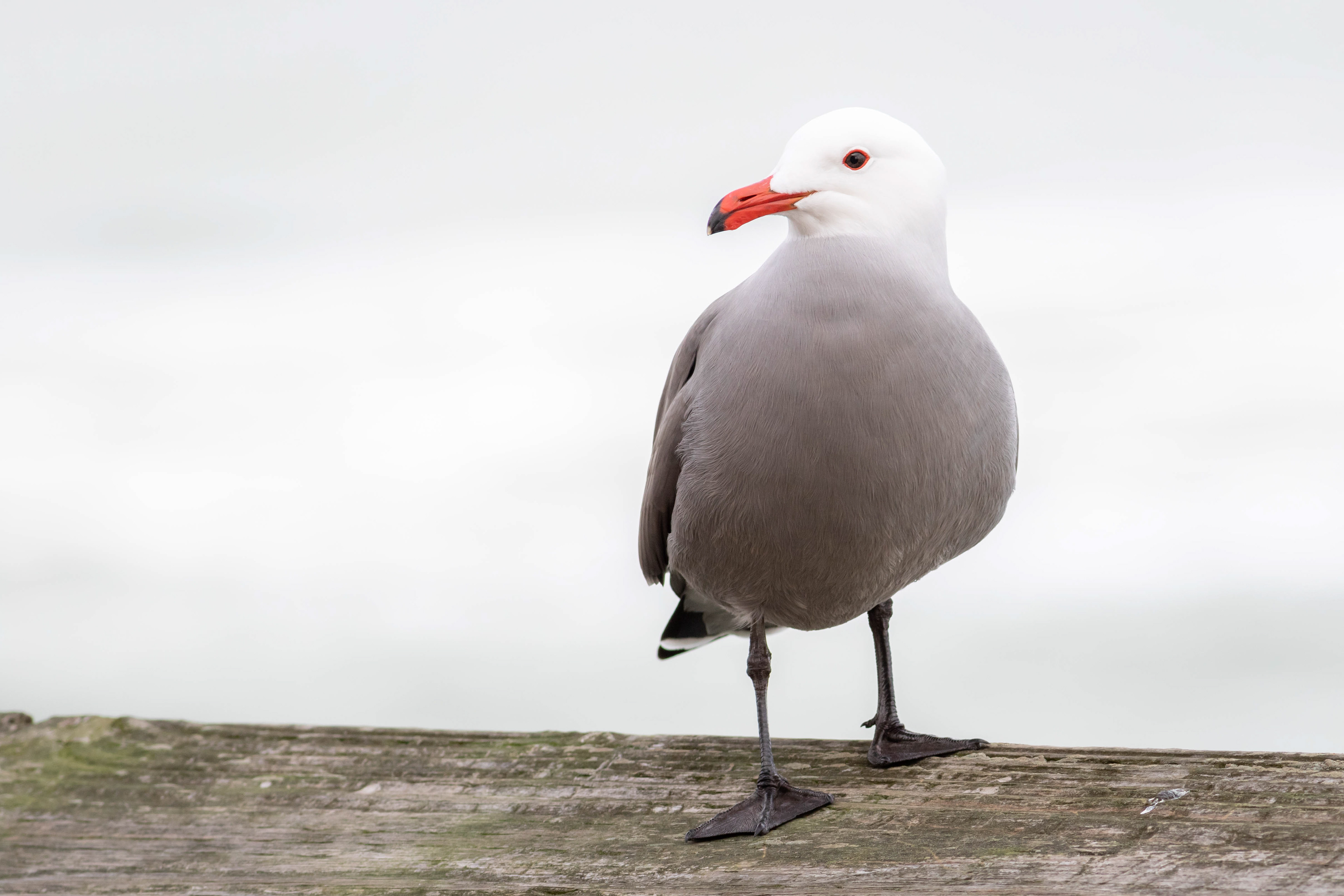 Heerman's Gull - California