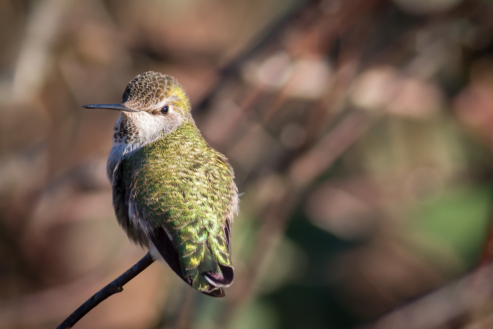 Anna's Hummingbird, female