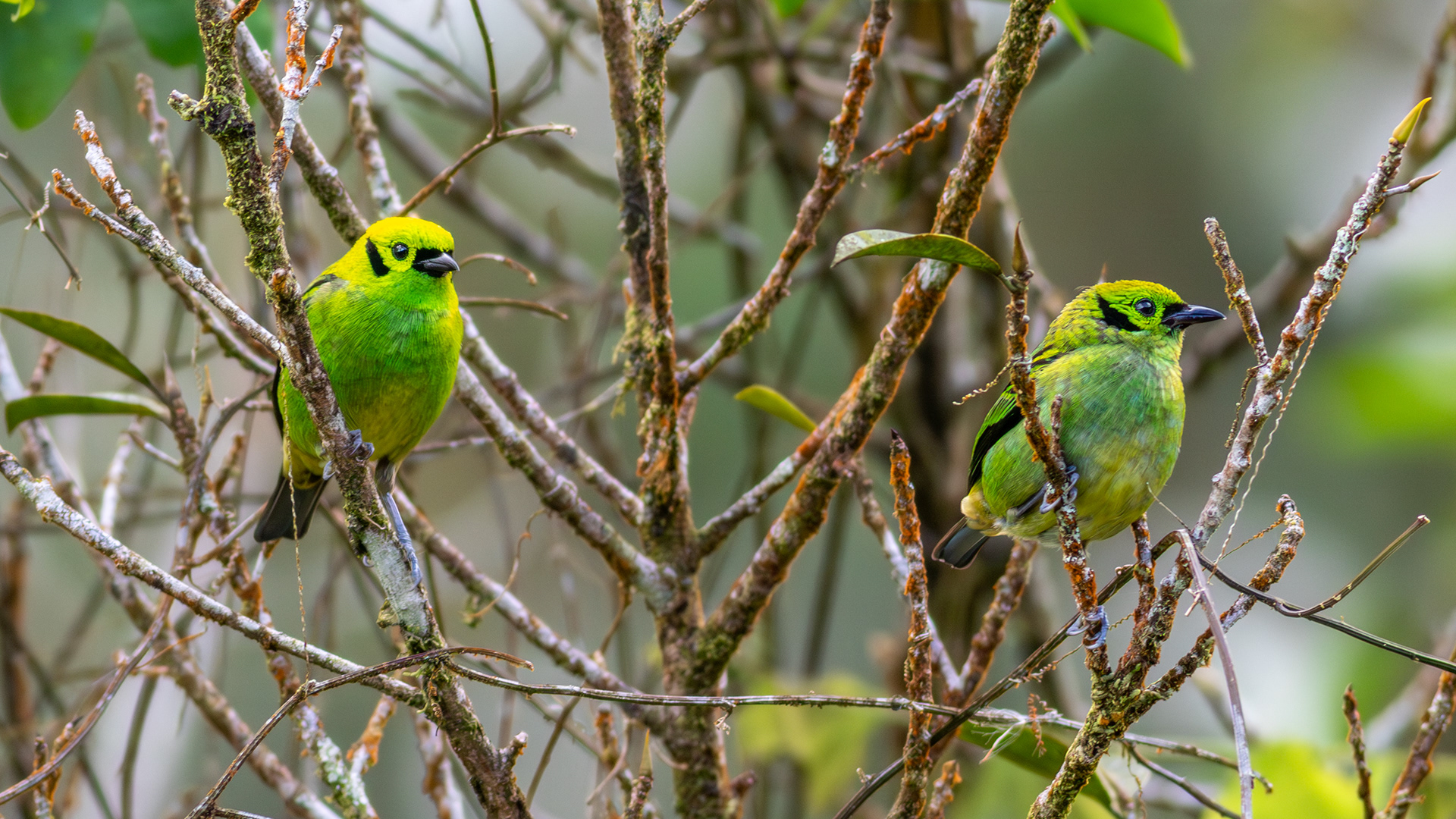 Emerald Tanager - Aranal Observatory