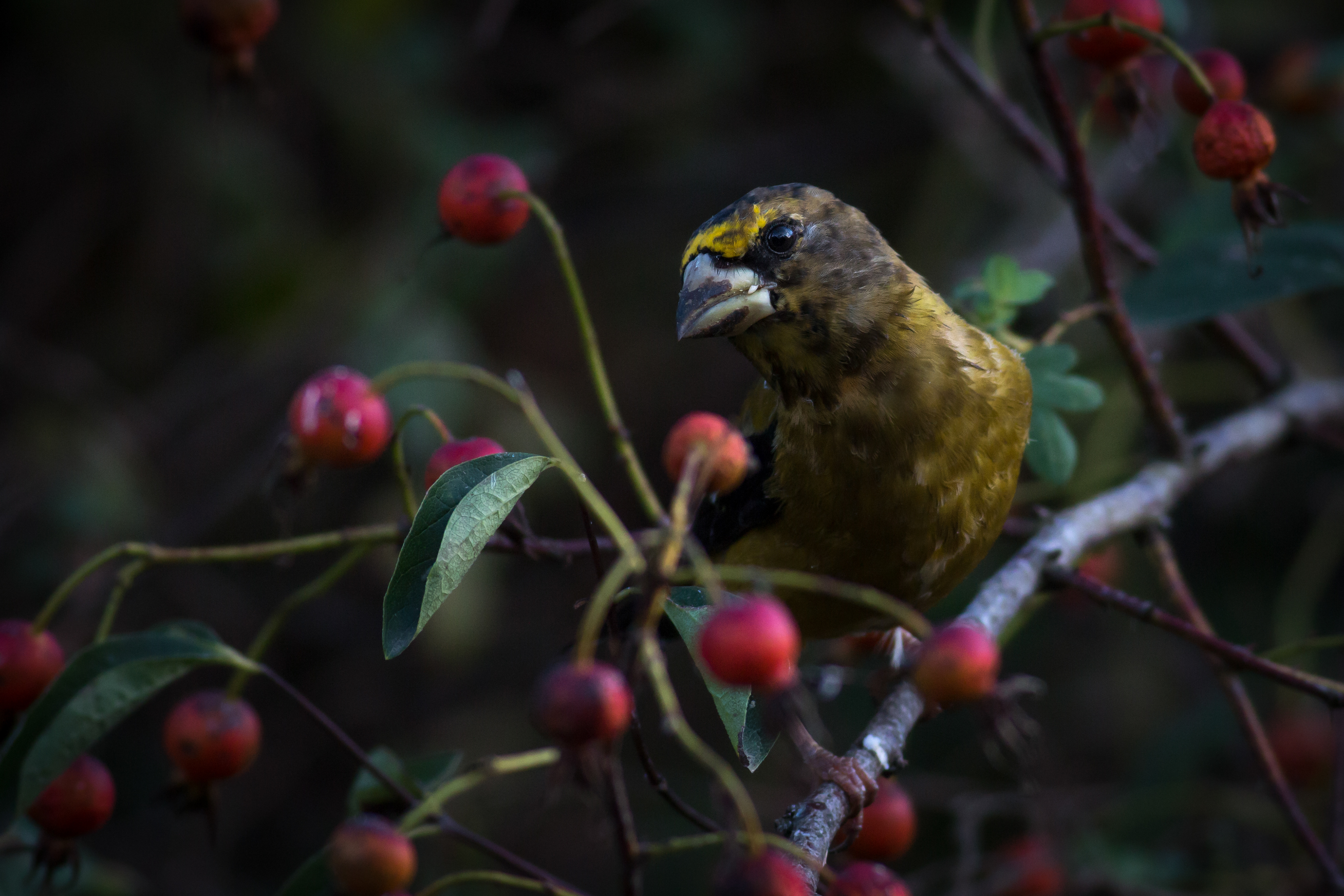 Evening Grosbeak, male