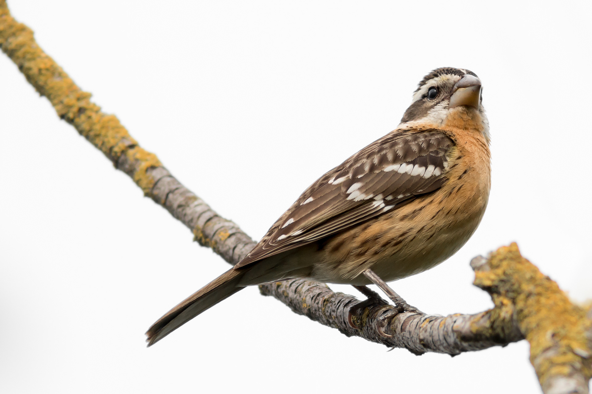 Black-headed Grosbeak, female