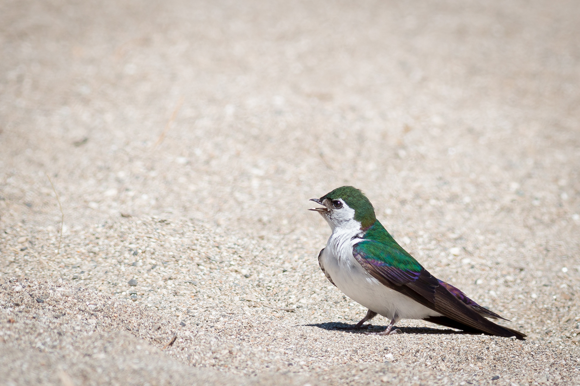 Violet-green Swallow - BC