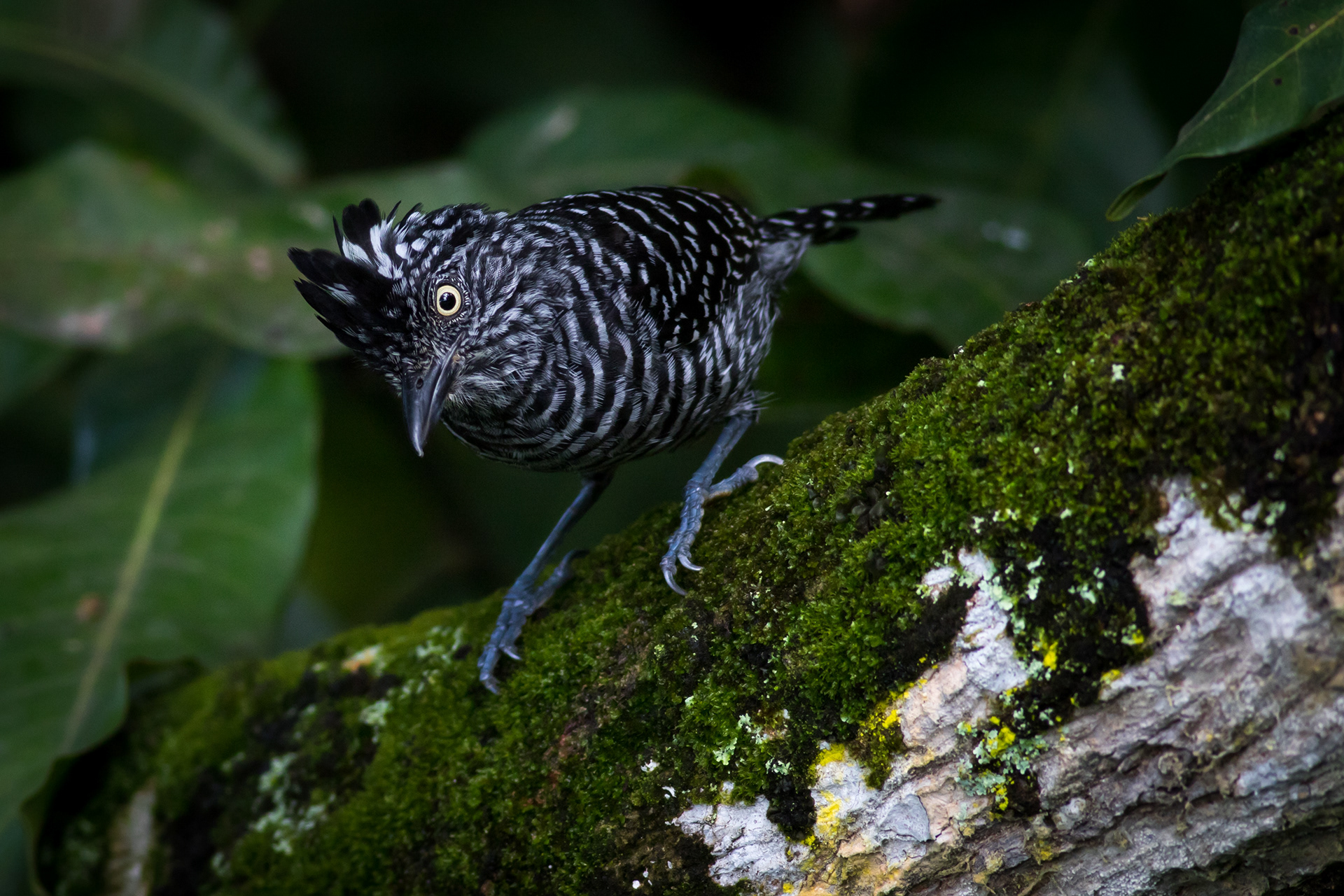 Barred Antshrike - male