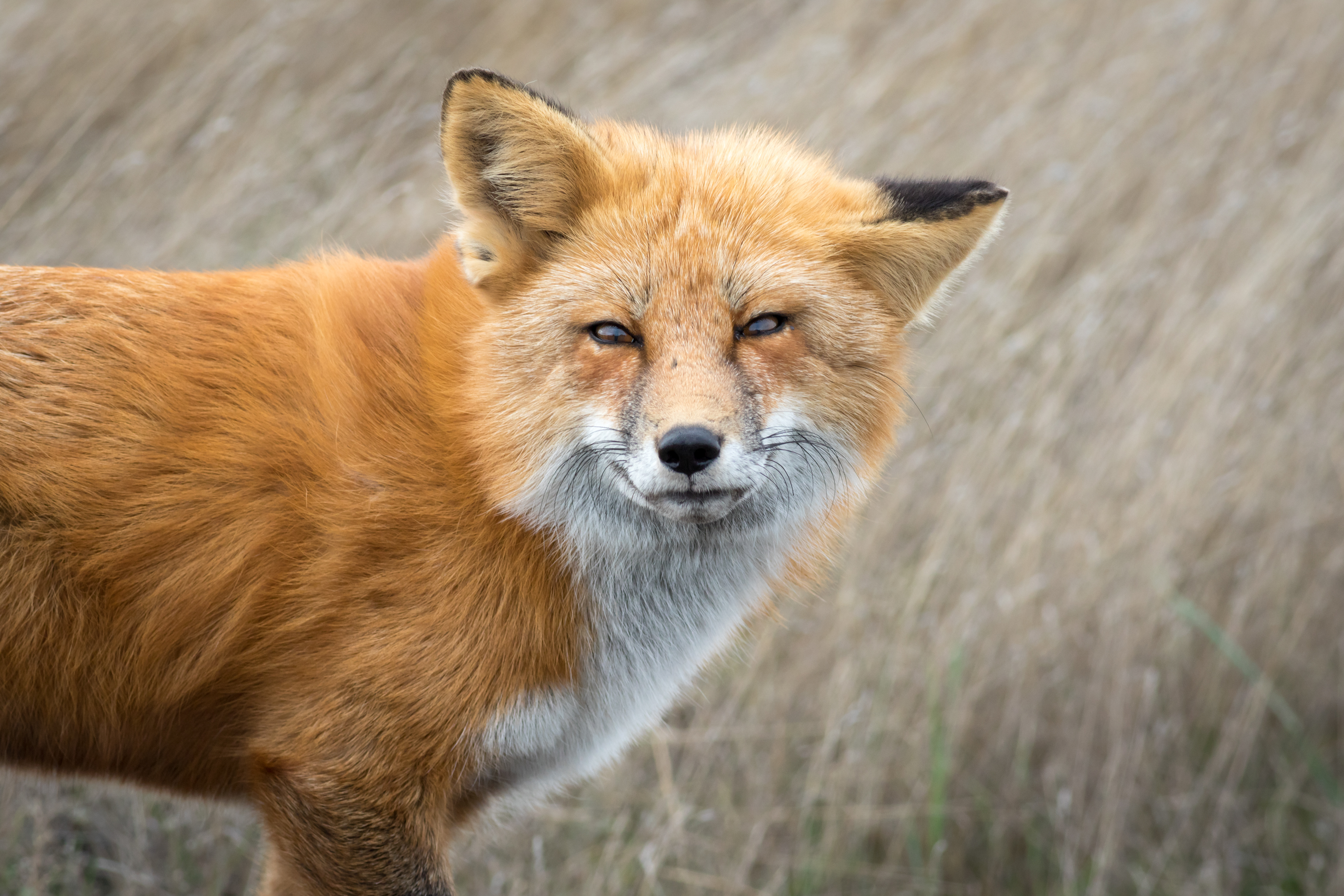 Red Fox - Washington
