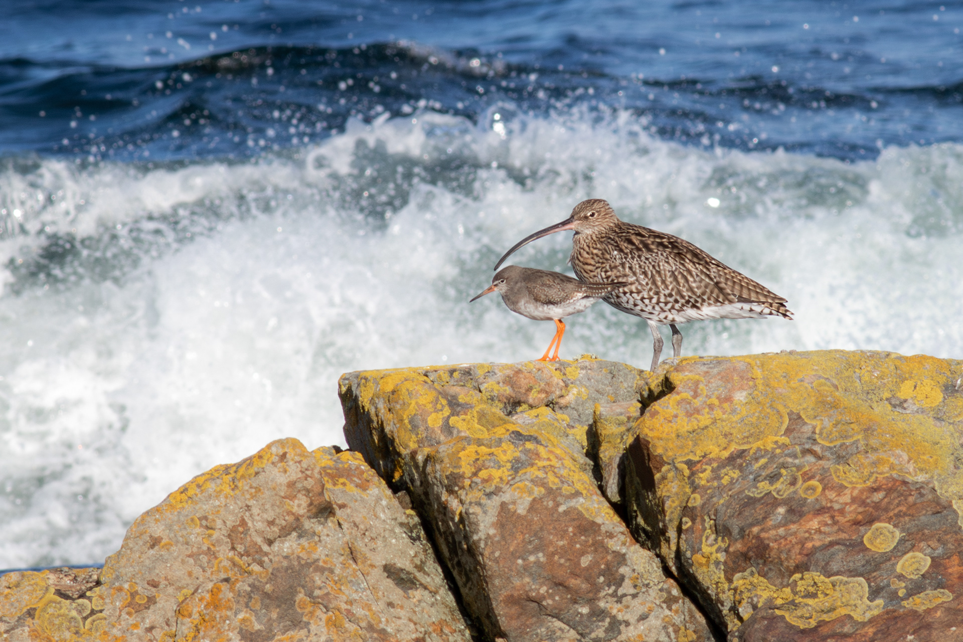 Common Redshank and Eurasian Curlew