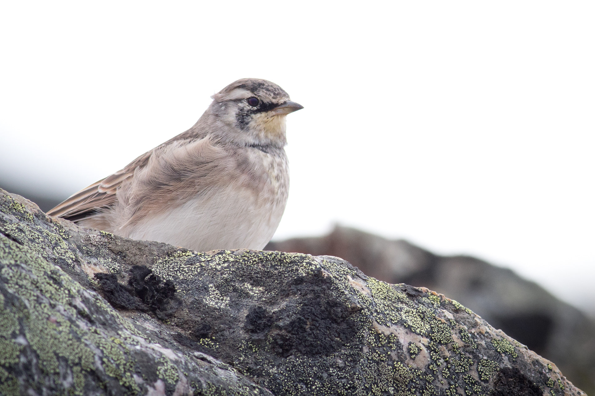 Horned Lark - Alberta