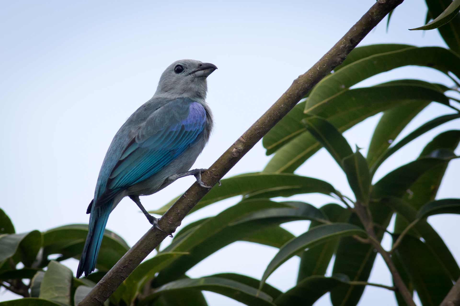 Blue-grey Tanager