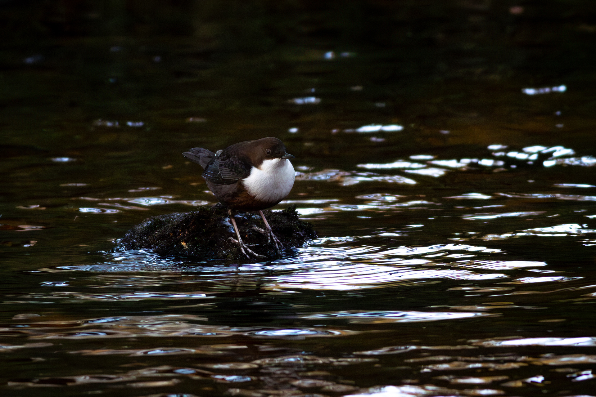 White-throated Dipper