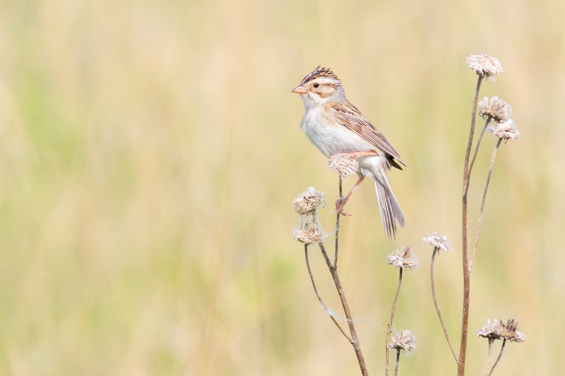Clay-coloured Sparrow - Manitoba