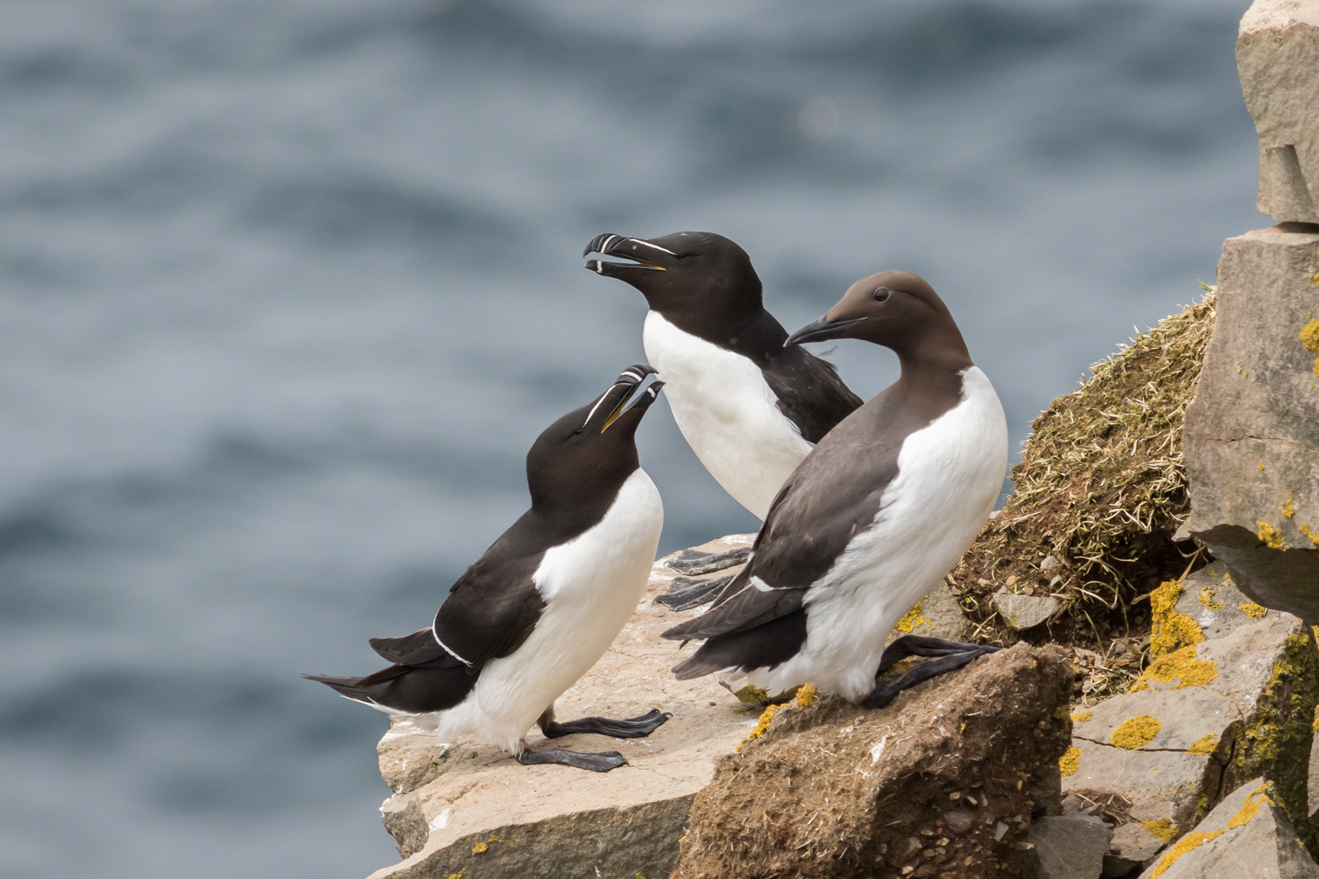 Razorbill and Common Murre - Newfoundland