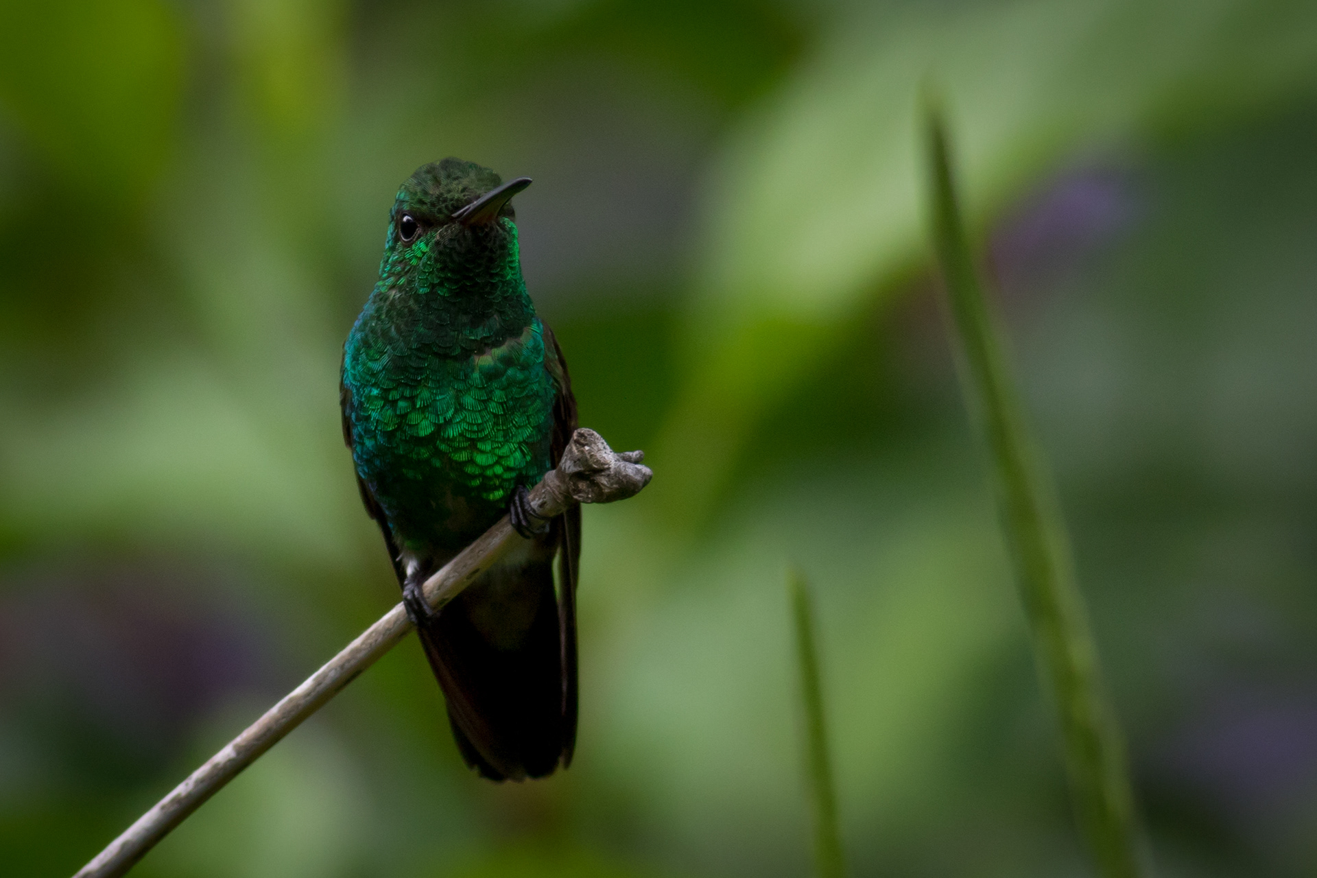 Copper-rumped Hummingbird