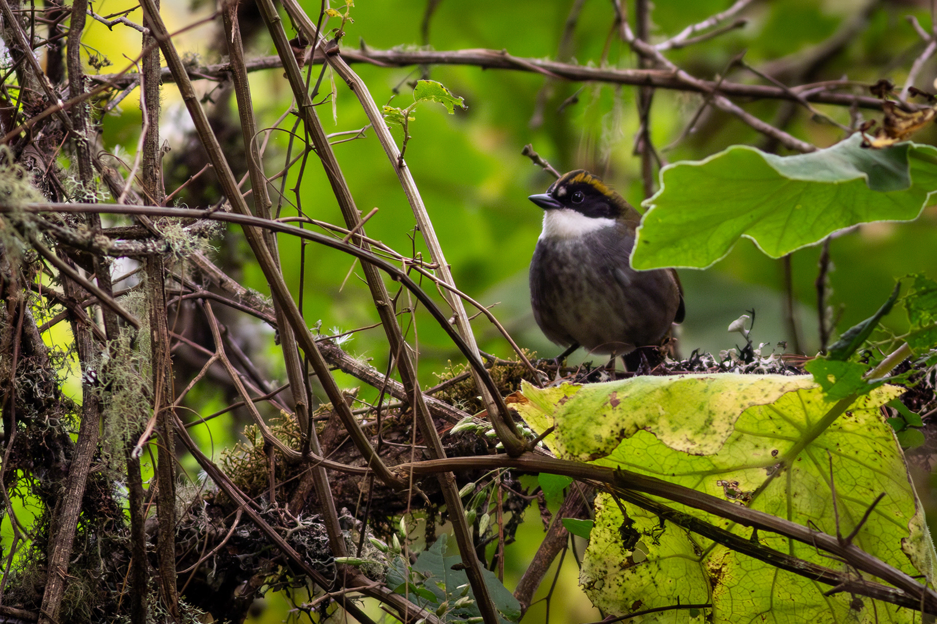 Green-striped Brushfinch - Jalisco