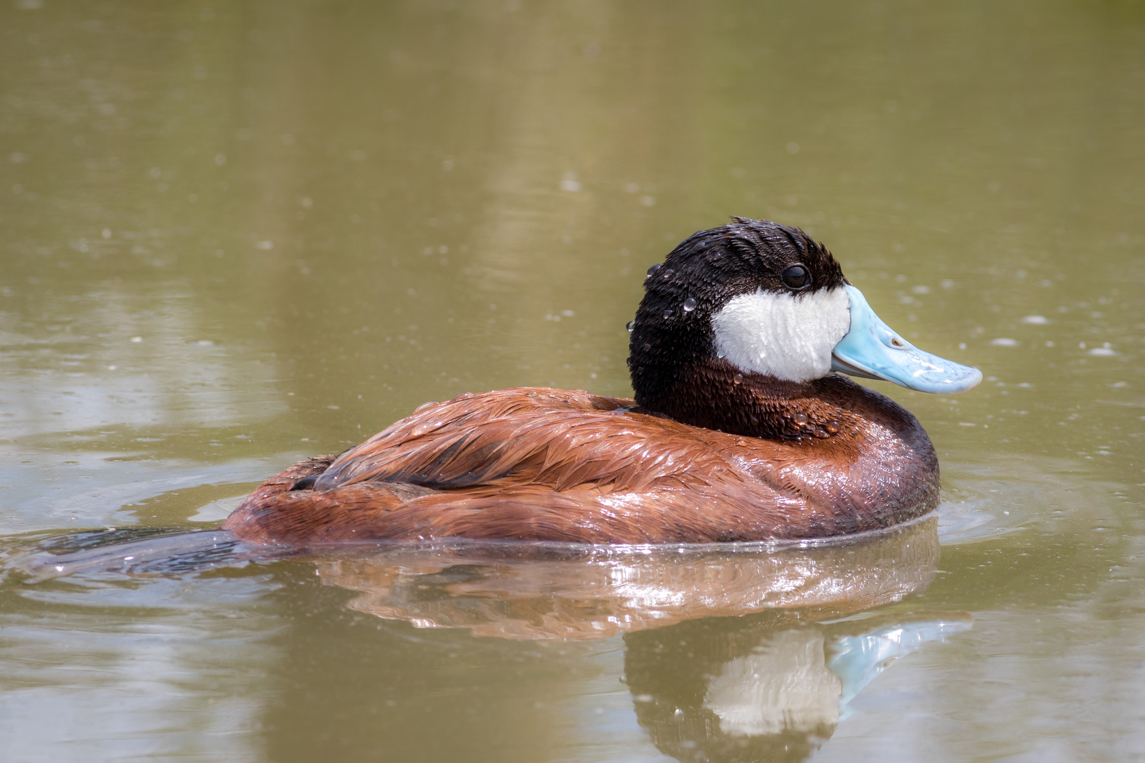 Ruddy Duck, male - BC