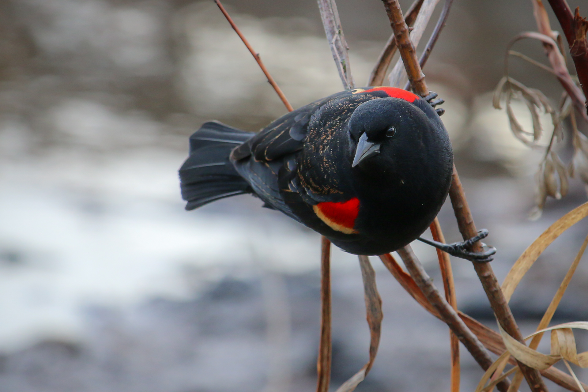 Red-winged Blackbird - BC