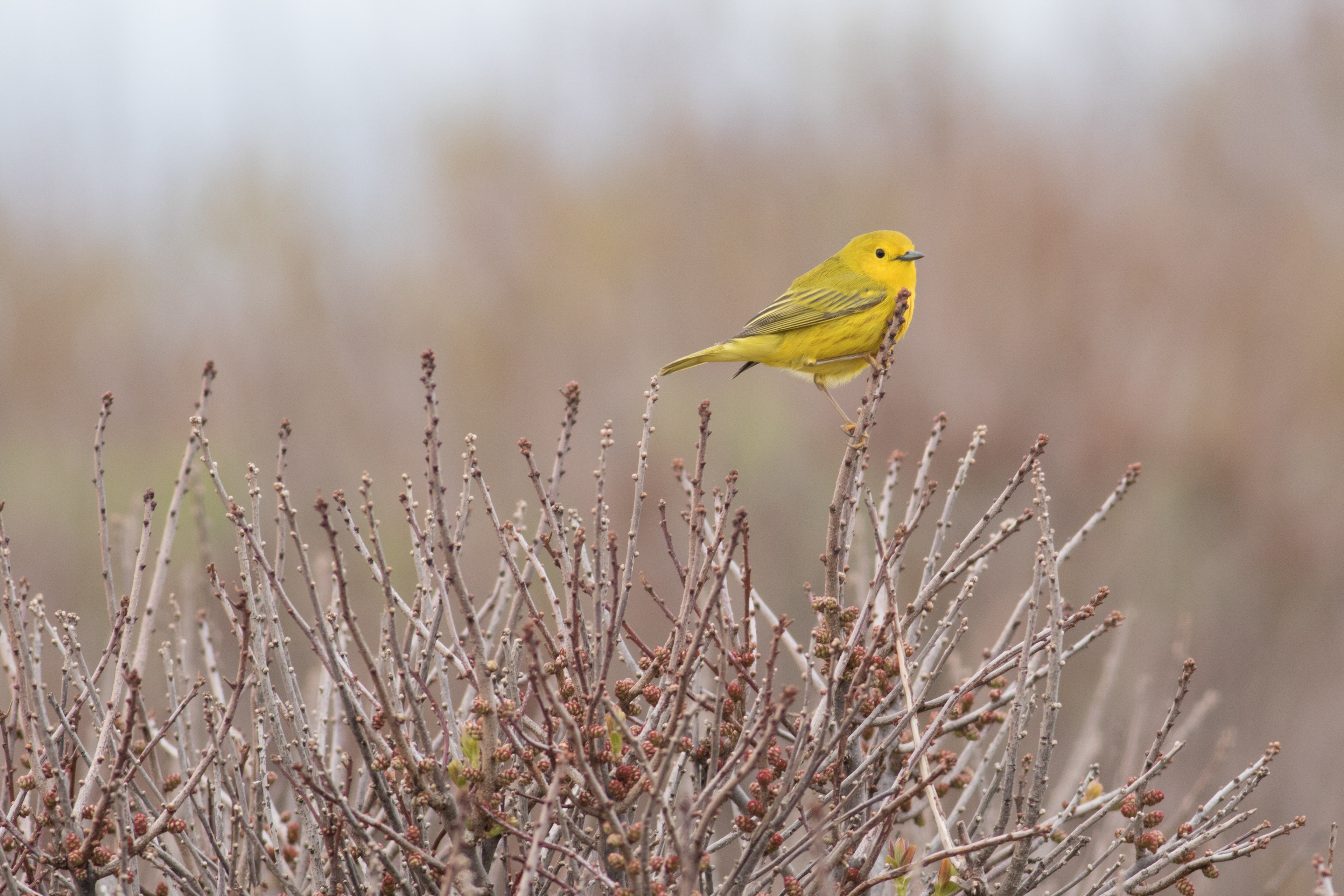 Yellow Warbler - Prince Edward Island