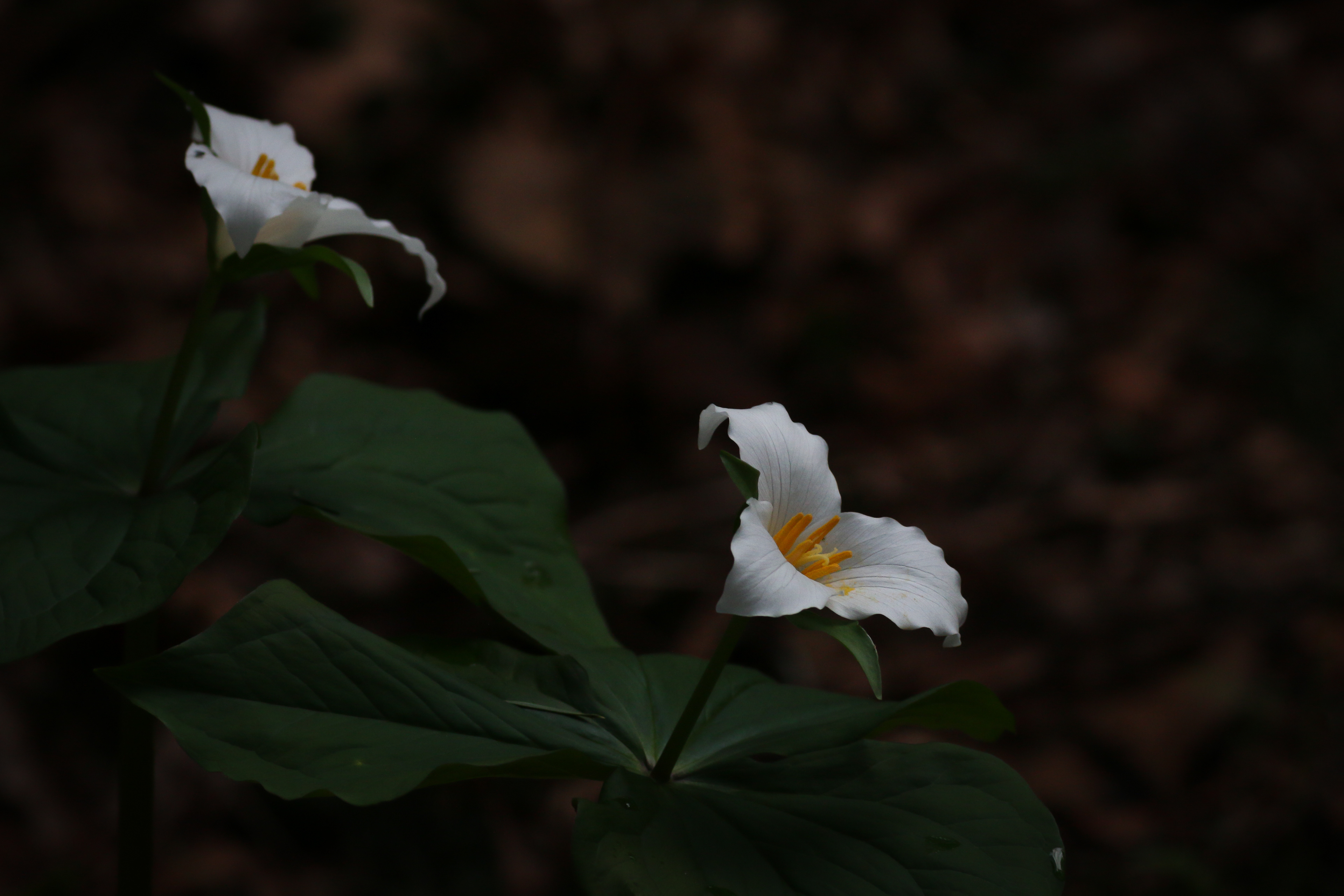 Trilliums - BC