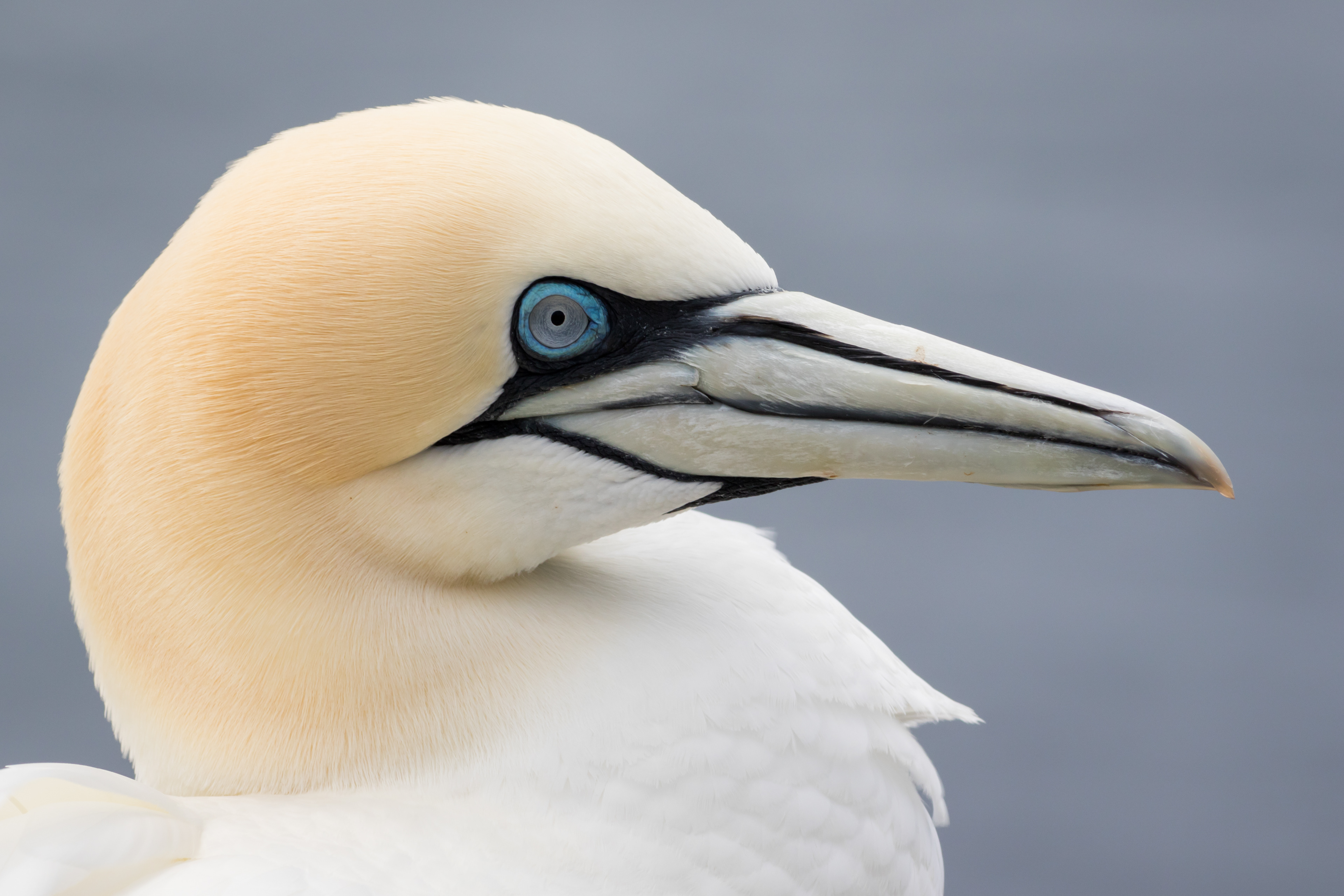 Northern Gannet - Newfoundland