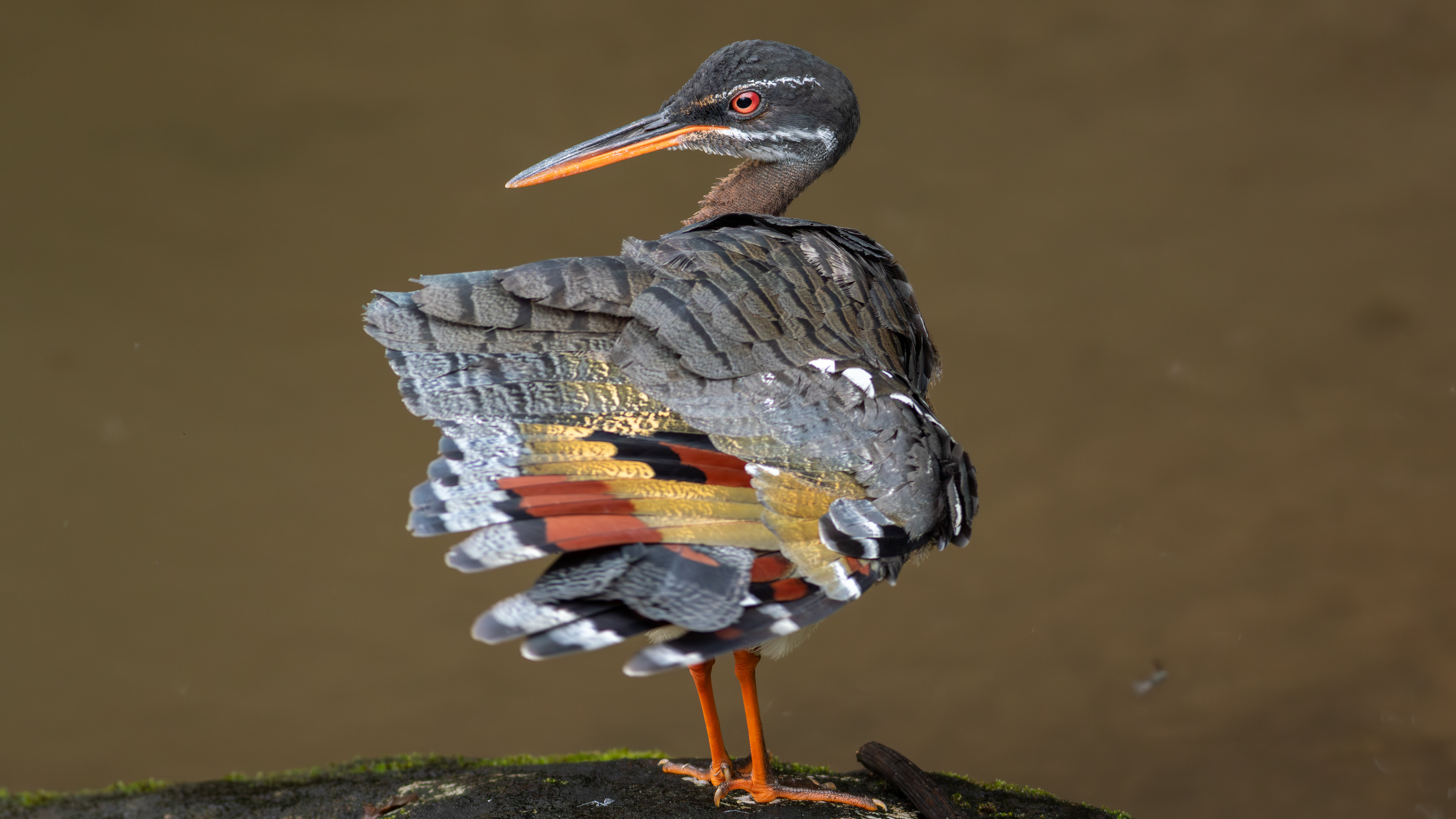 Sunbittern - Aranal Observatory