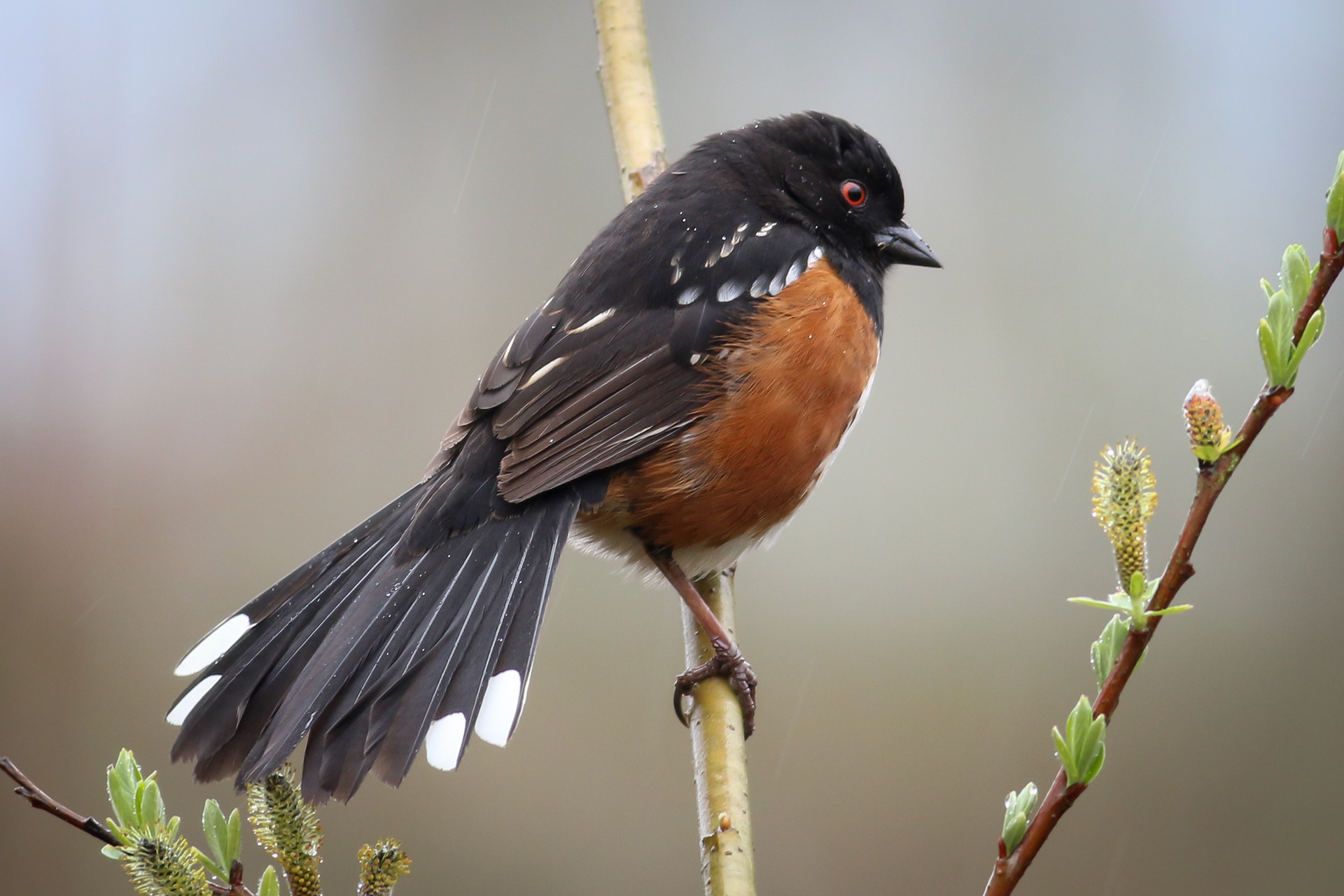 Spotted Towhee