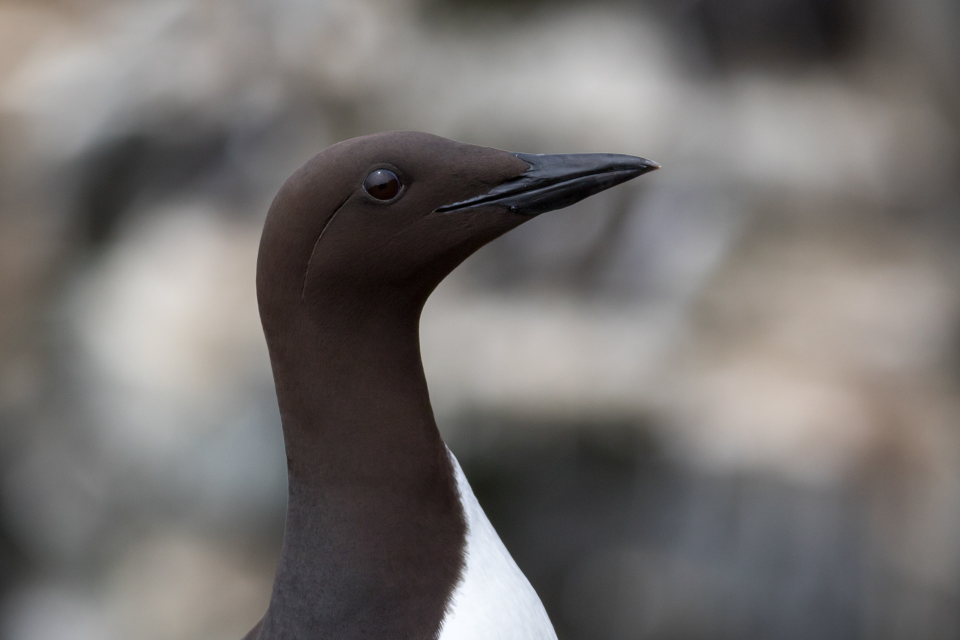 Common Murre - Newfoundland