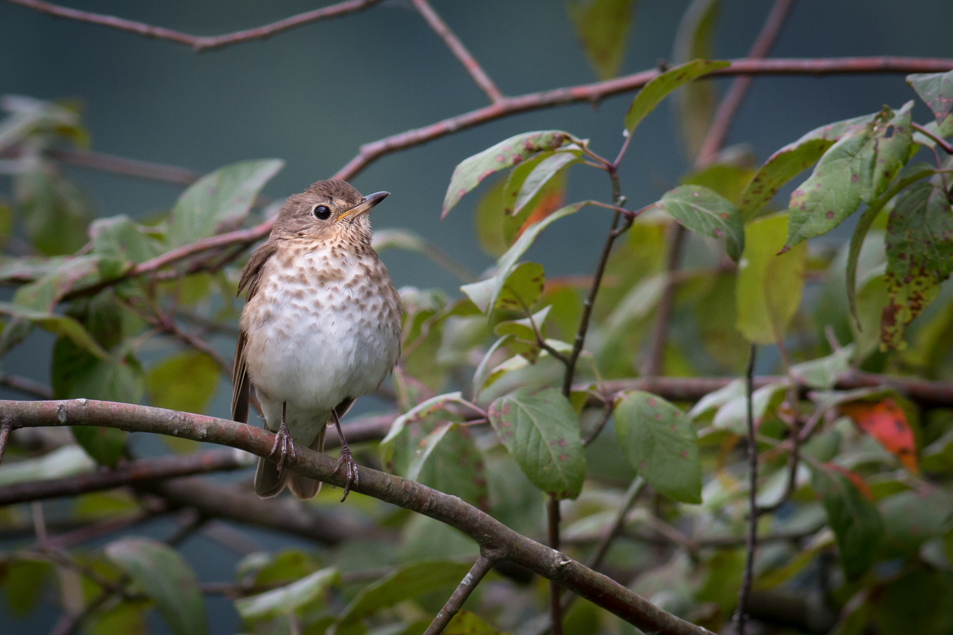 Swainson's Thrush - BC