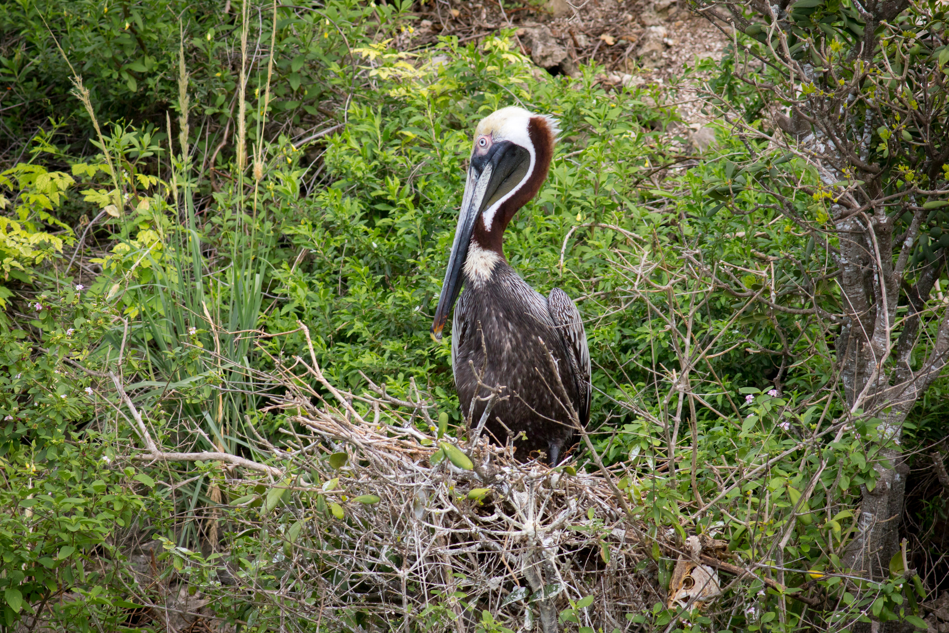 Brown Pelican - Antigua