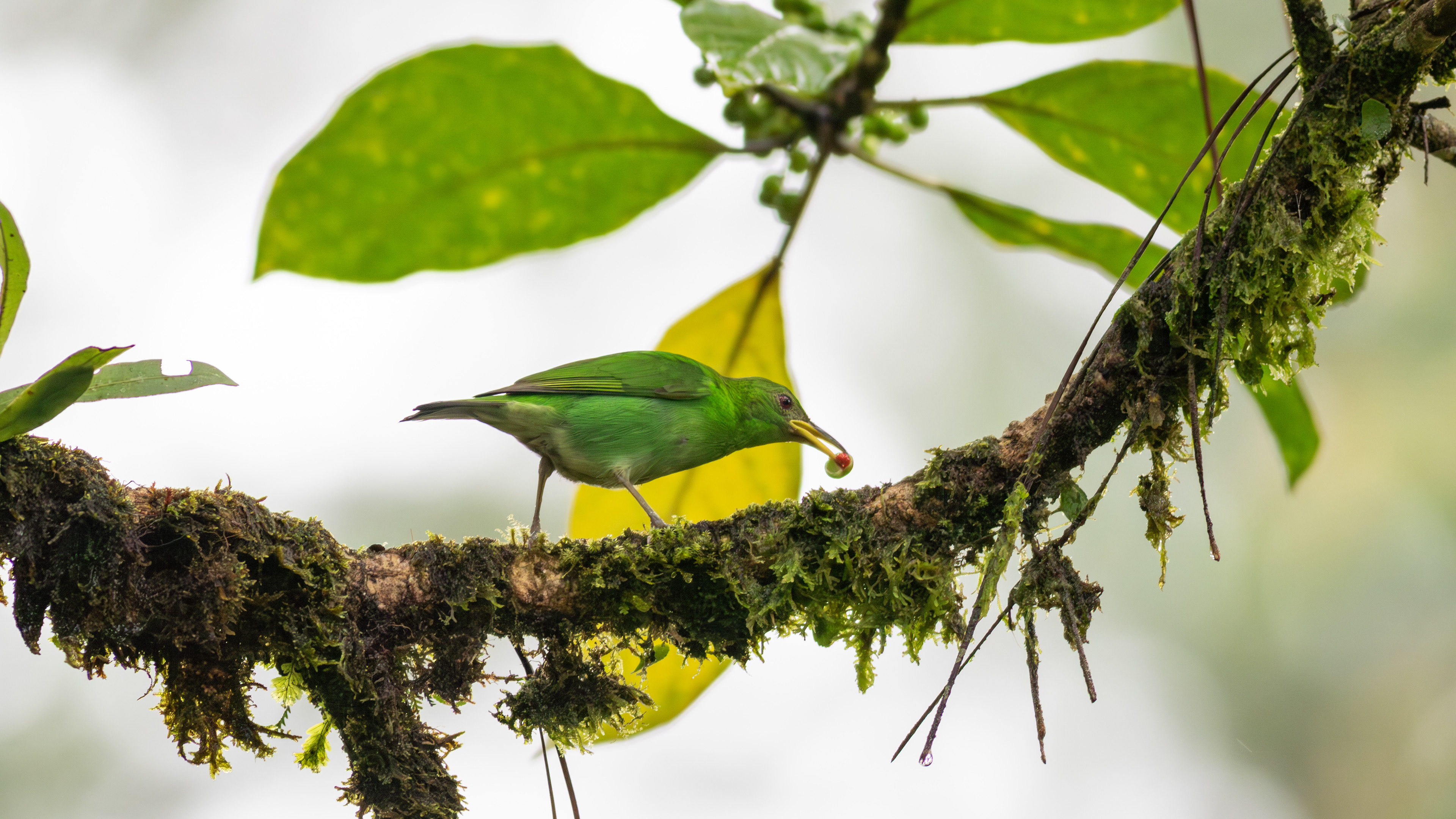 Green Honeycreeper, female - Aranal Observatory