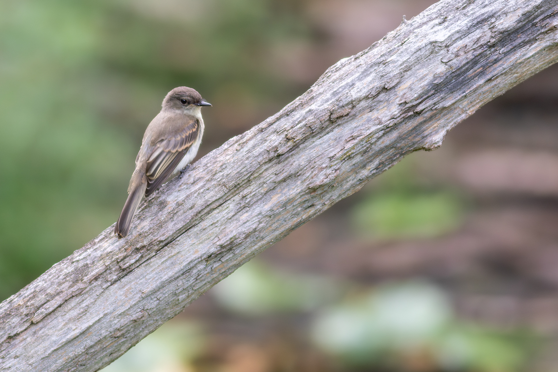 Eastern Phoebe